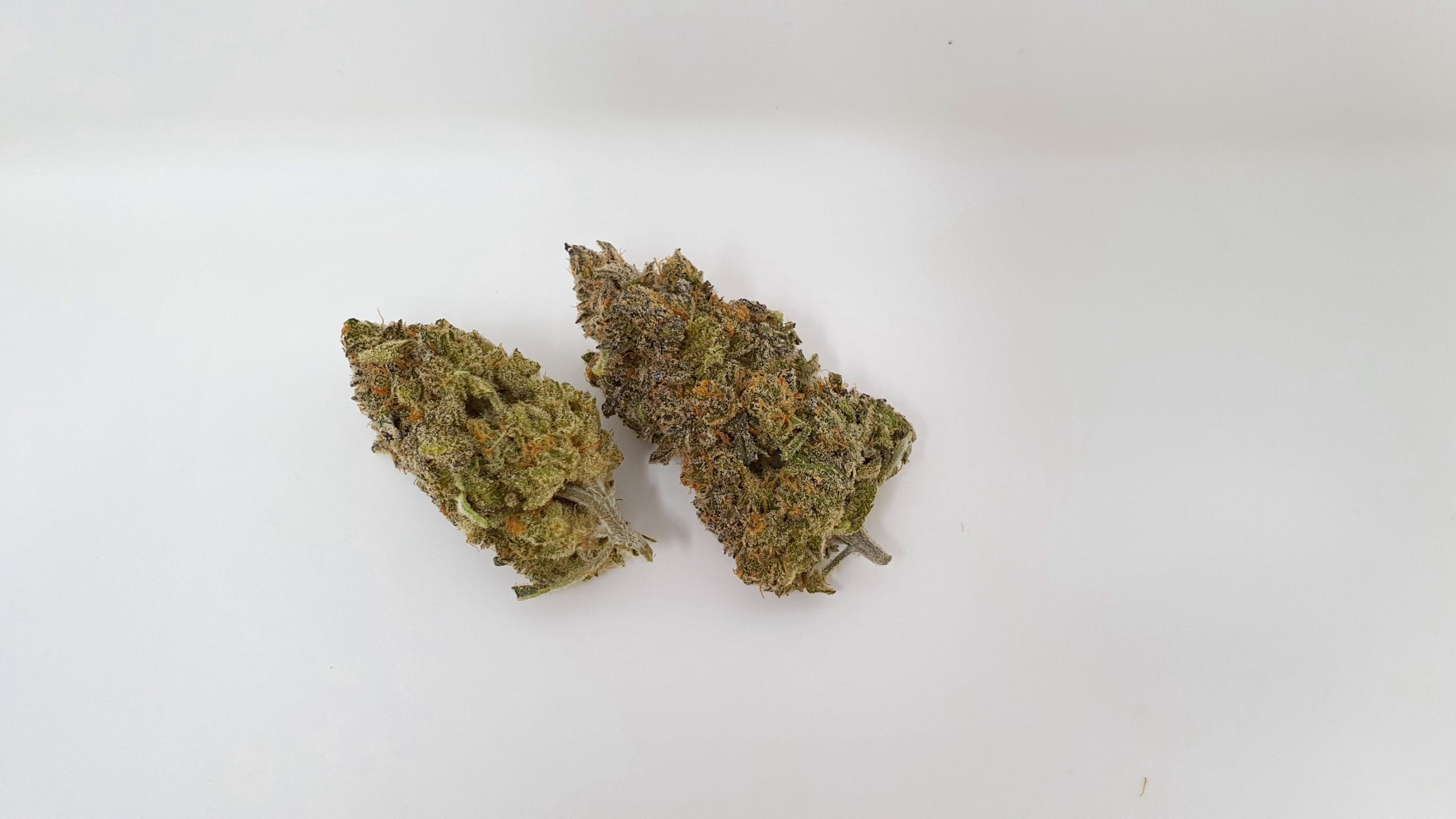 Archive image 2 for Chocolate Orange Cannabis Strain Review & Information
