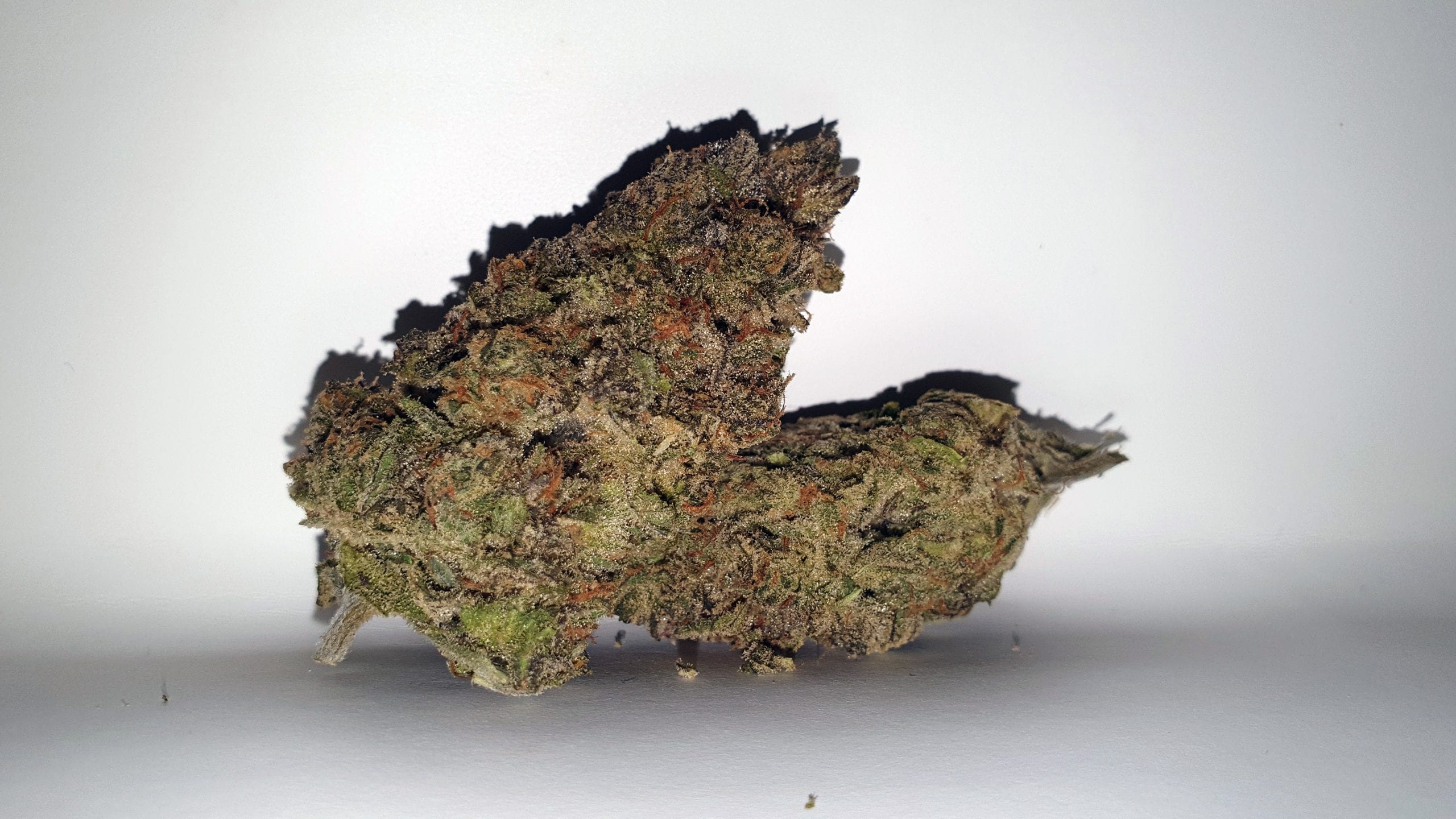 Archive image 3 for Chocolate Orange Cannabis Strain Review & Information