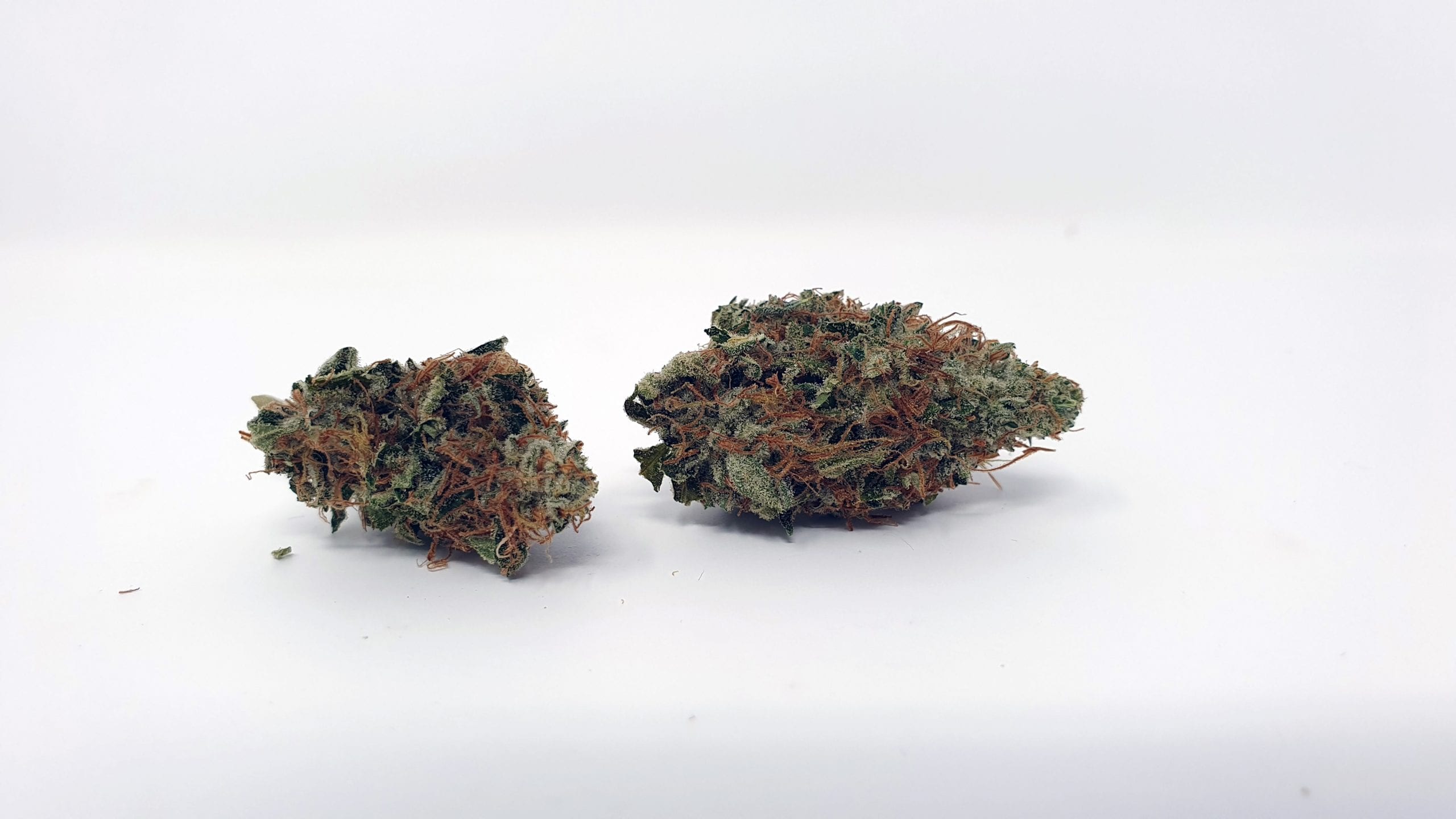 Archive image 2 for Chocolate Starfish Cannabis Strain Review & Information