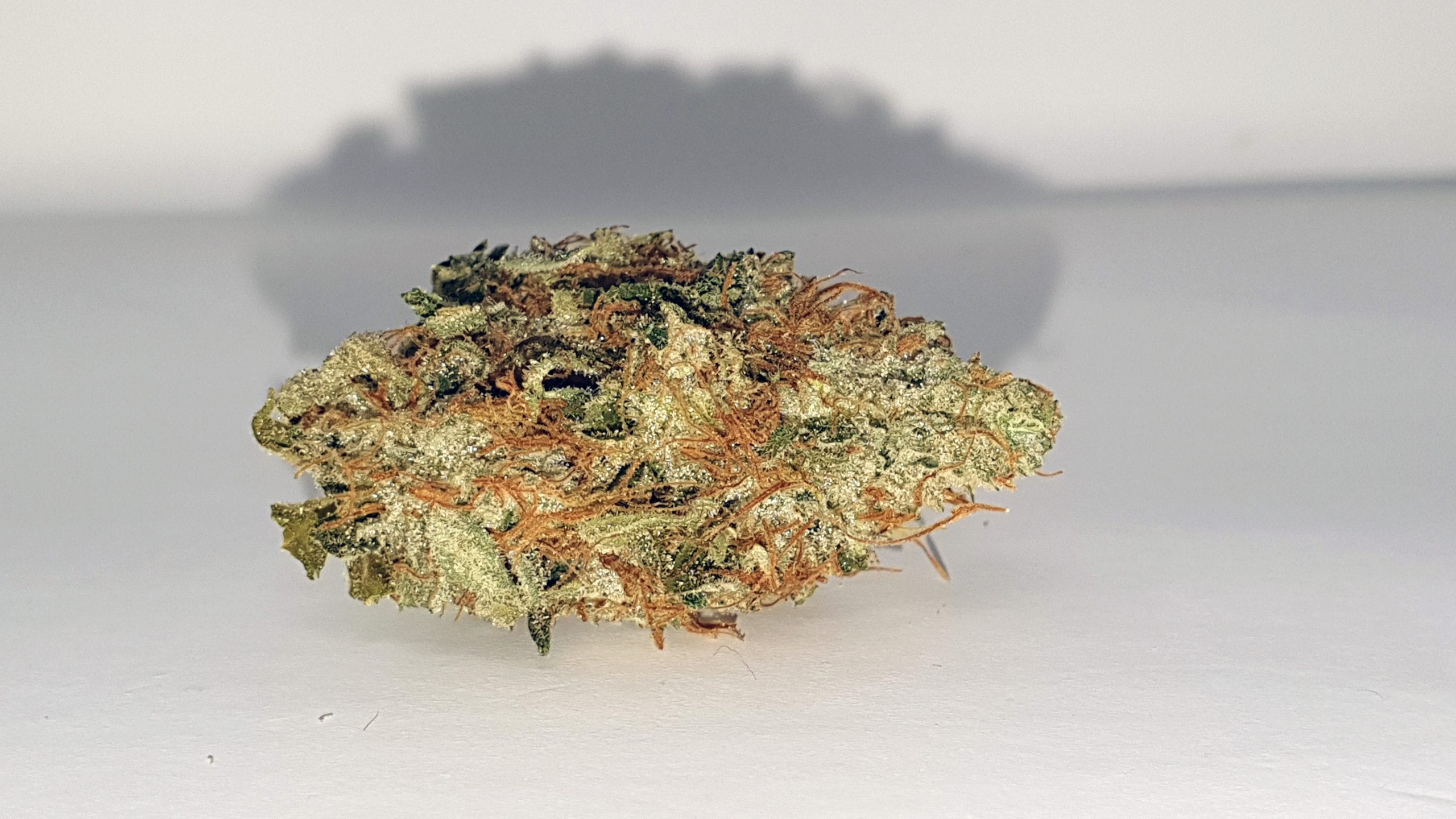 Archive image 3 for Chocolate Starfish Cannabis Strain Review & Information