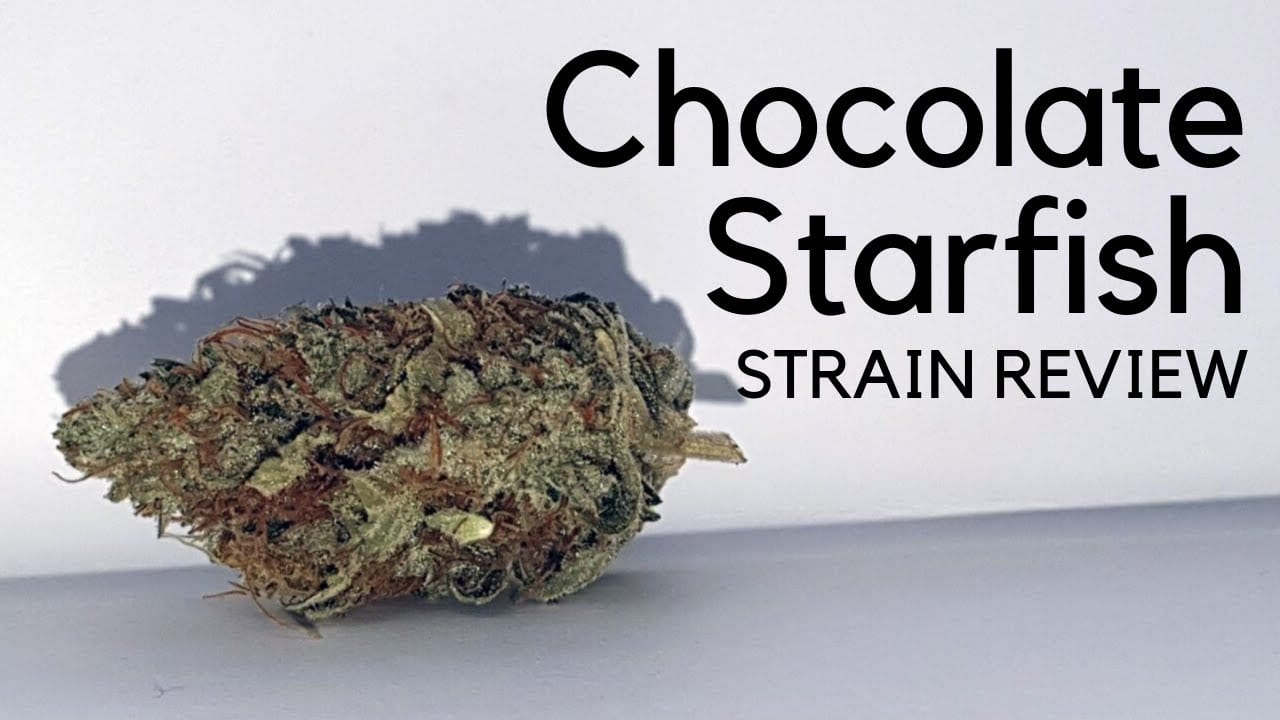 Archive image 7 for Chocolate Starfish Cannabis Strain Review & Information