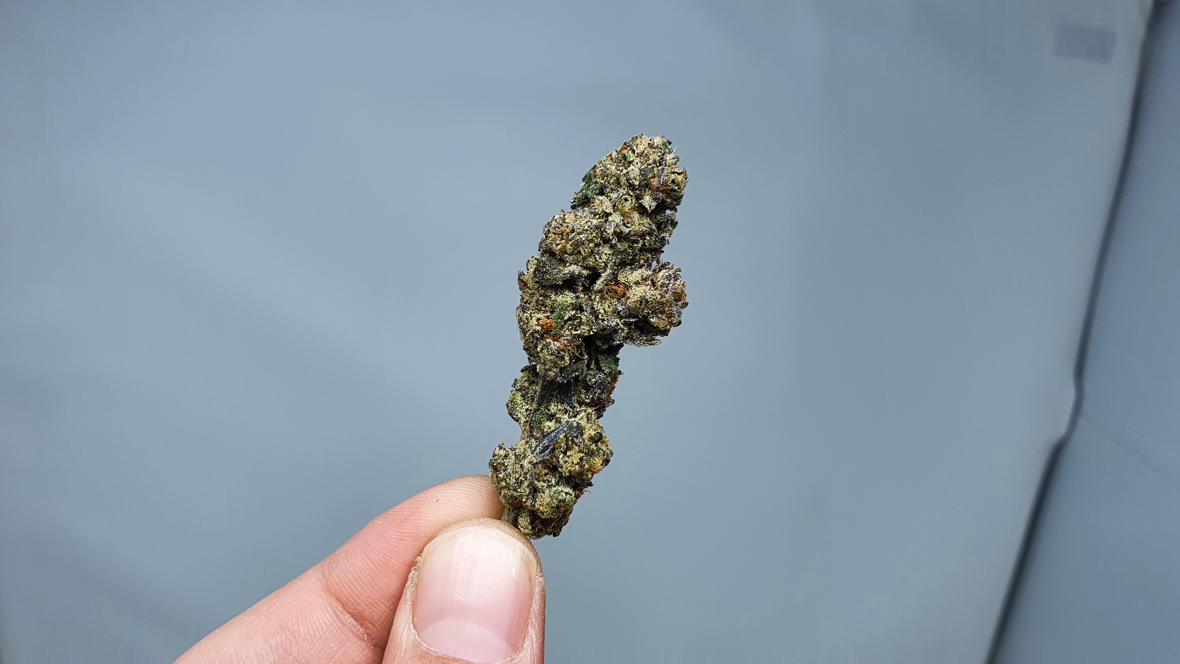 Archive image 7 for Cookies Zauce Cannabis Strain Review & Information