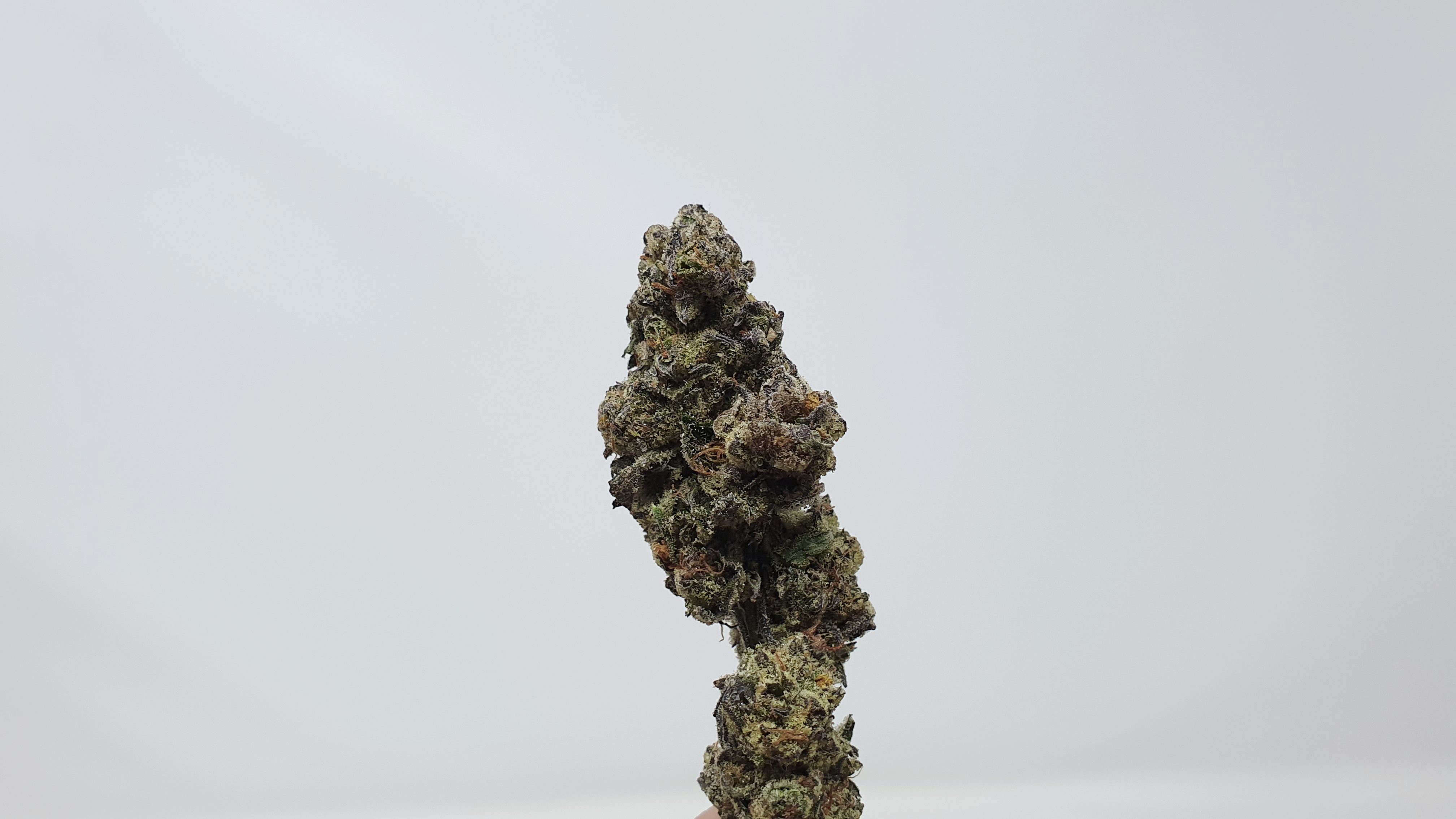 Archive image 8 for Cookies Zauce Cannabis Strain Review & Information