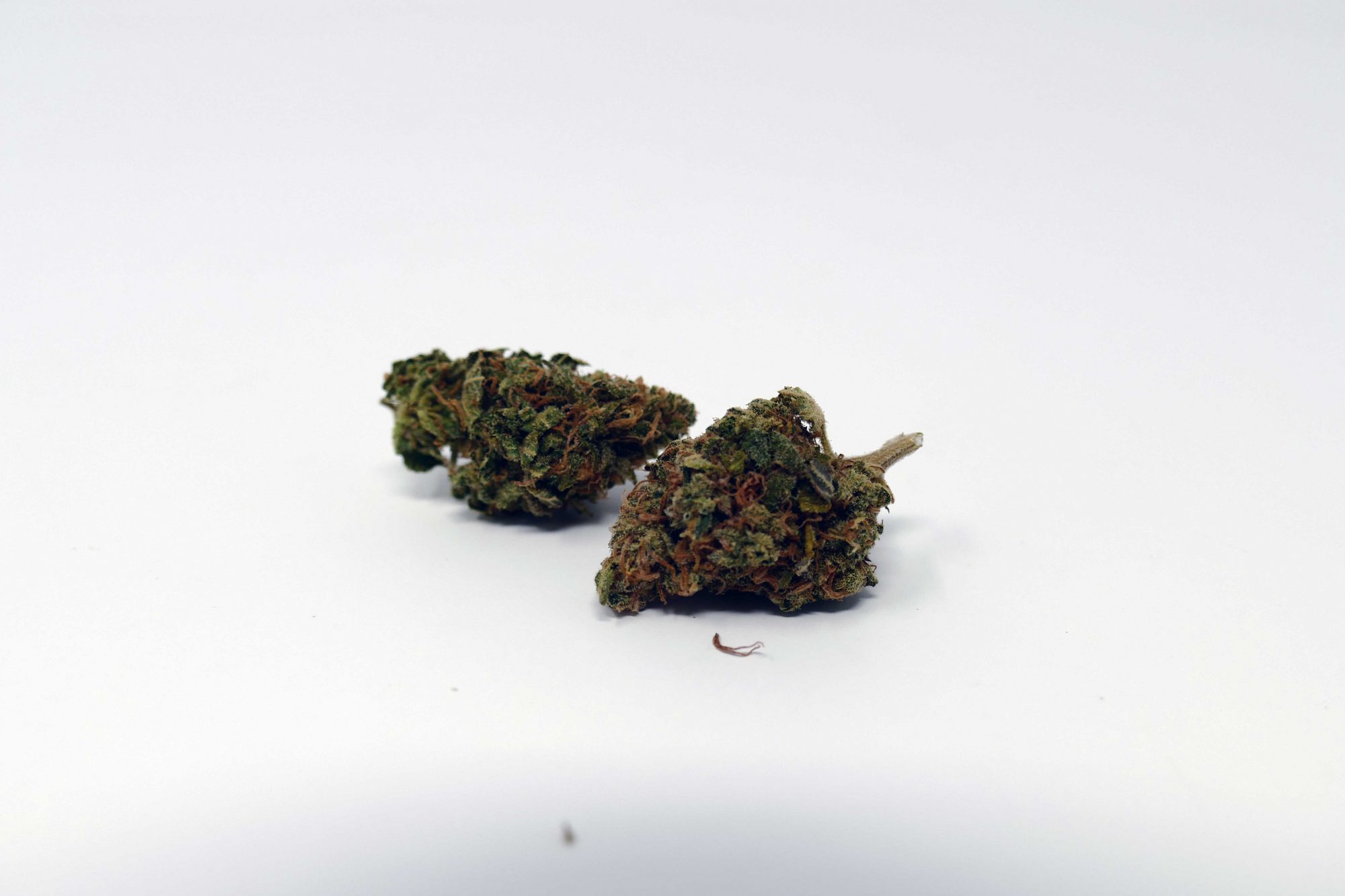 Archive image 5 for Critical Plus 2.0 Cannabis Strain Information & Review
