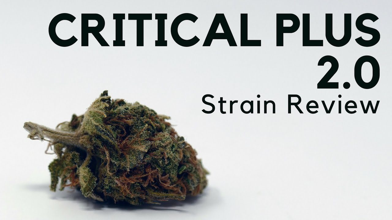 Archive image 6 for Critical Plus 2.0 Cannabis Strain Information & Review