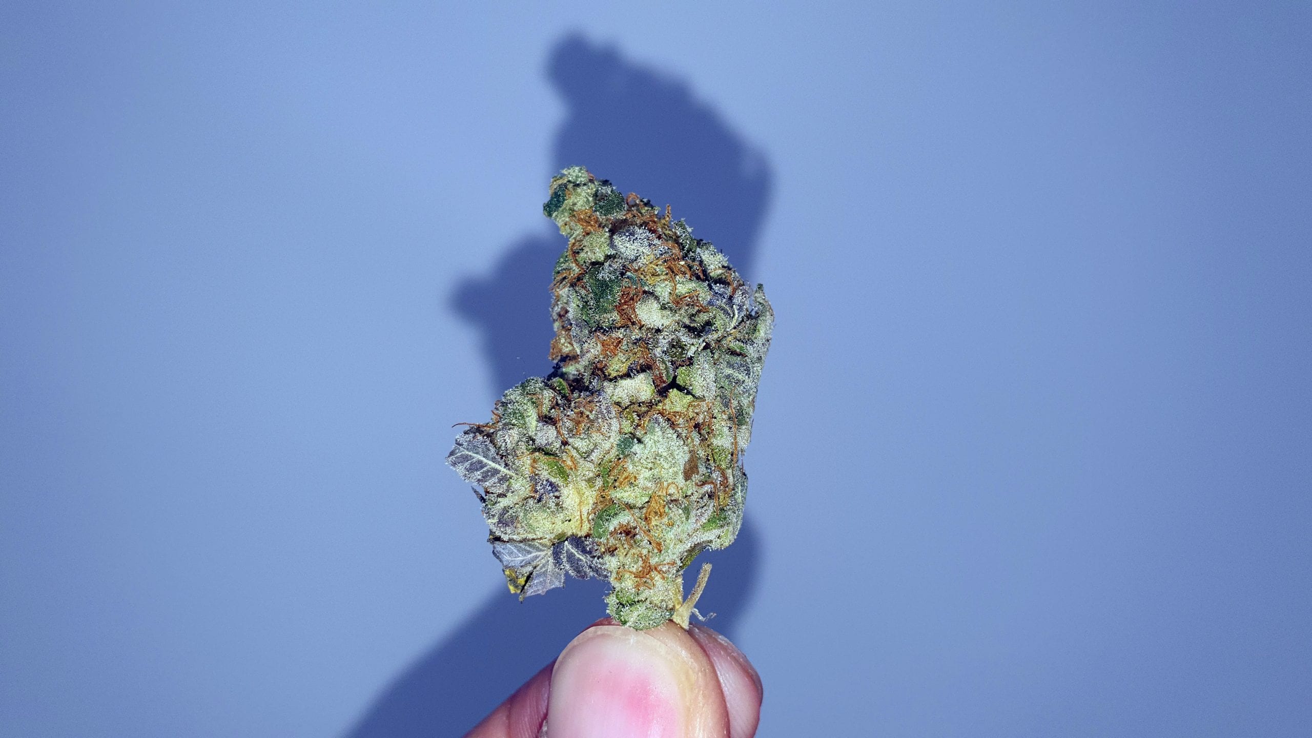 Archive image 3 for Crushed Berries Cannabis Strain Review & Information