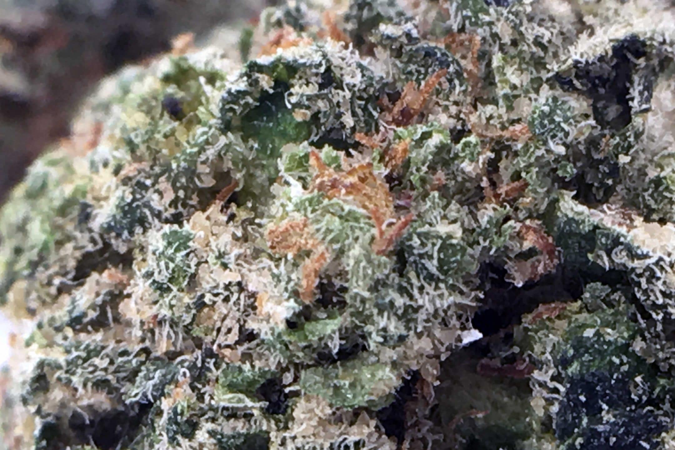 Archive image 3 for Deathbed Kush Cannabis Strain Information & Review