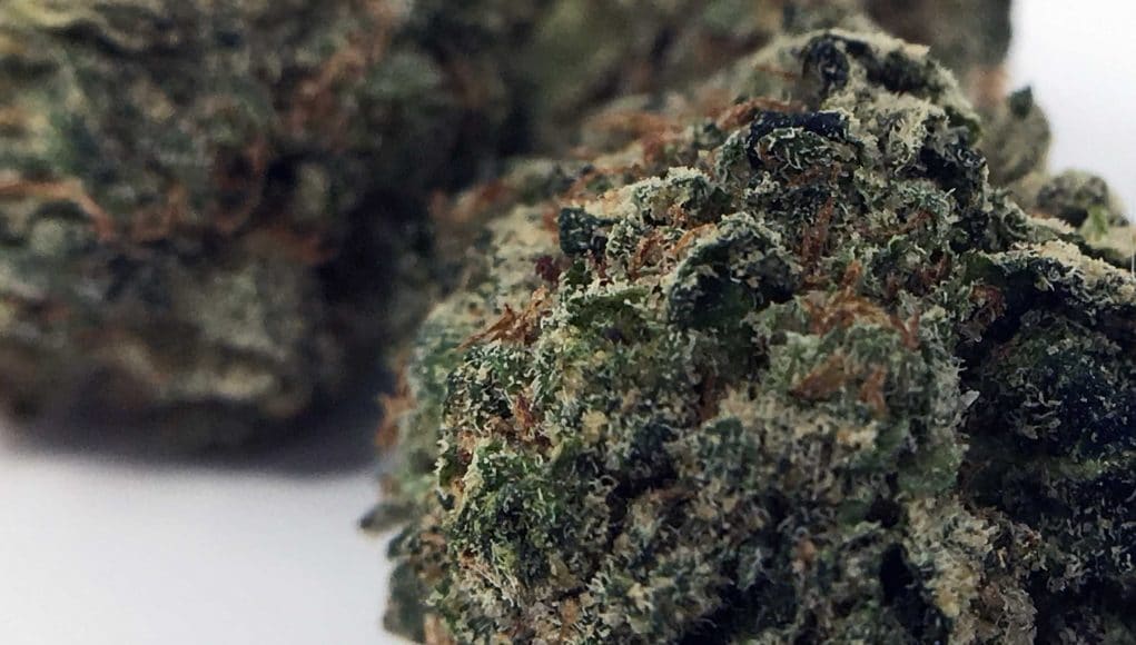Archive image 9 for Deathbed Kush Cannabis Strain Information & Review