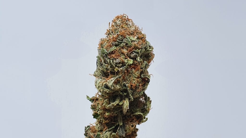 Archive image 2 for Disco Biscuit Cannabis Strain Information and Review