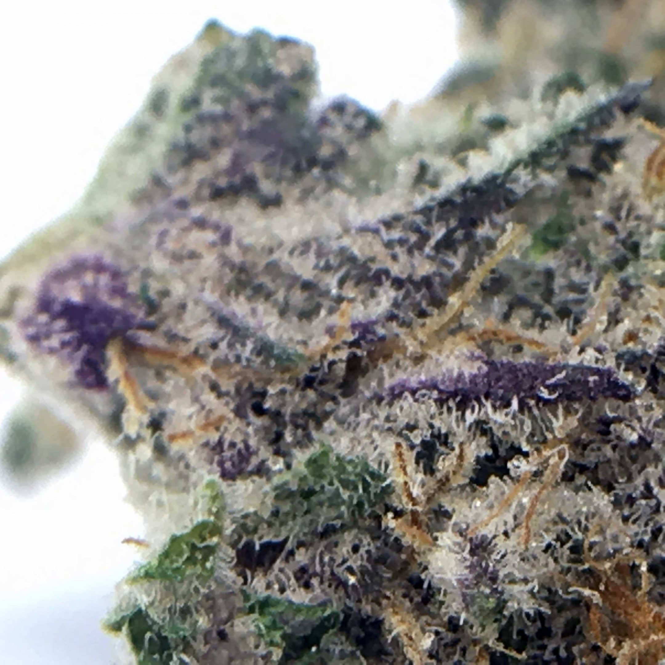 Archive image 3 for Dolato Cannabis Strain Review