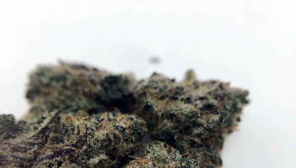 Archive image 4 for Dolato Cannabis Strain Review