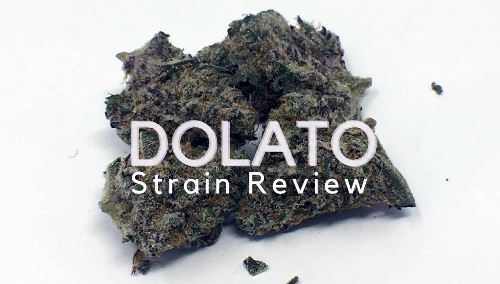 Archive image 5 for Dolato Cannabis Strain Review