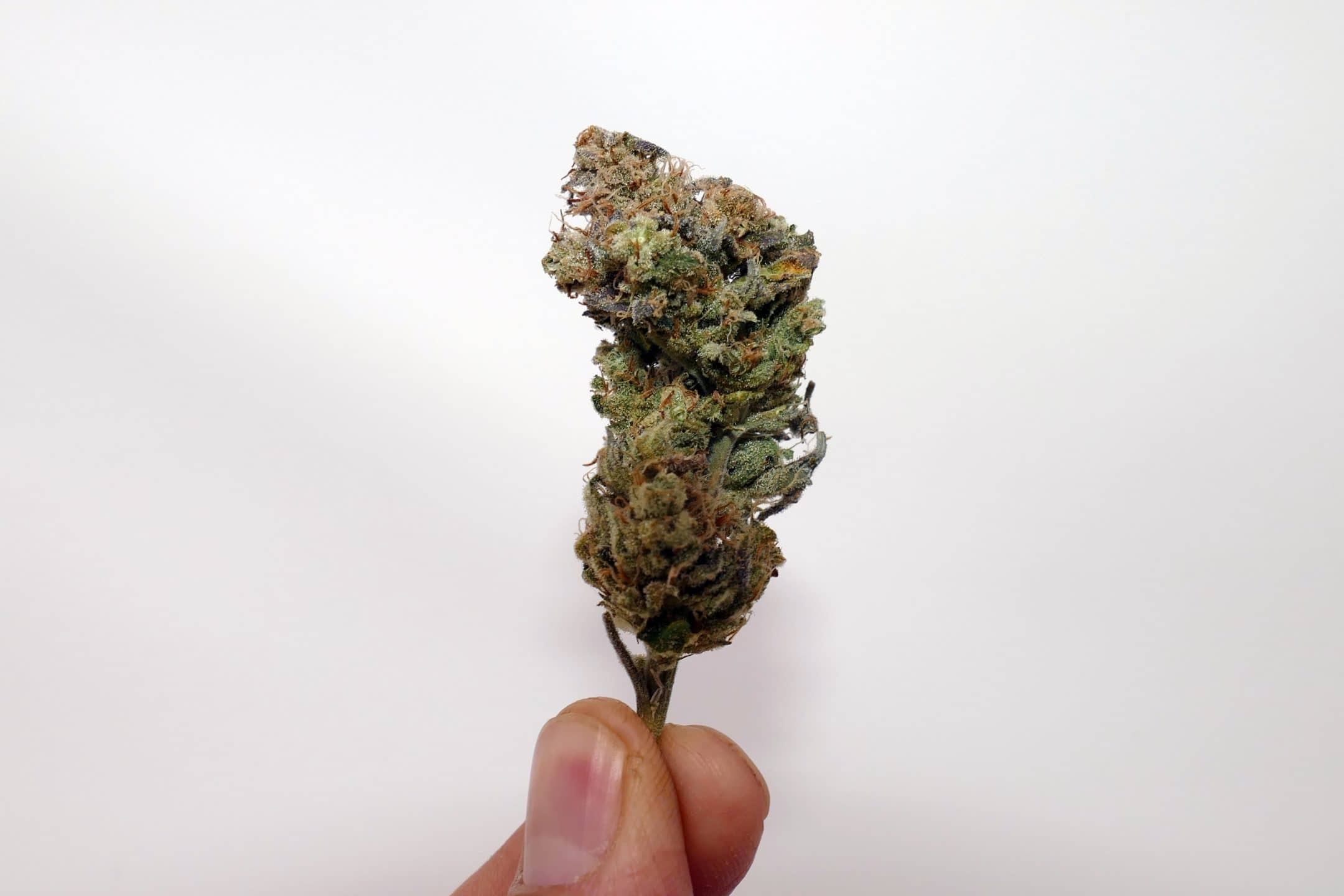 Archive image 2 for Double Funk Cannabis Strain Review & Information