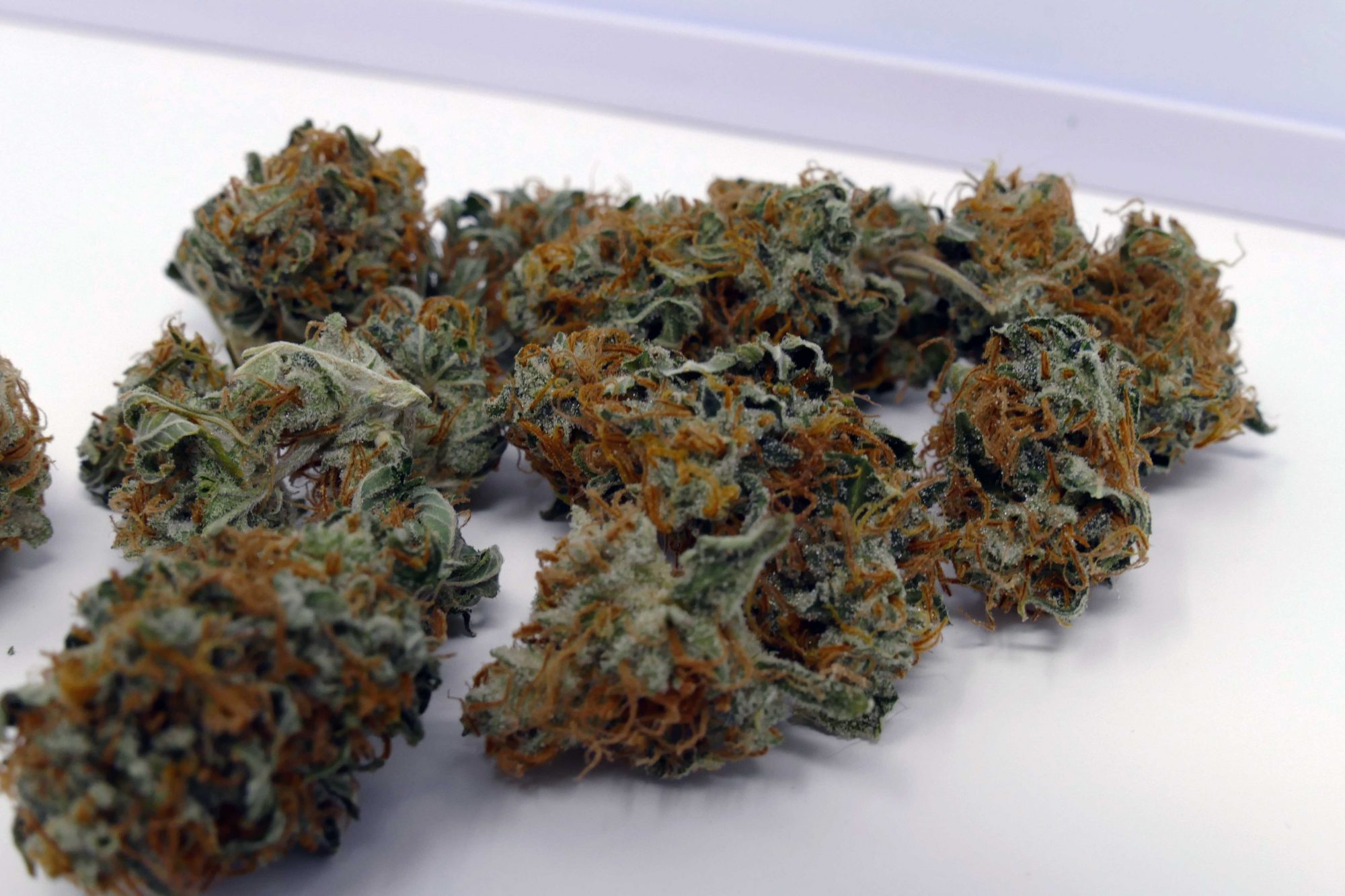Archive image 2 for Early Skunk Cannabis Strain Information & Review