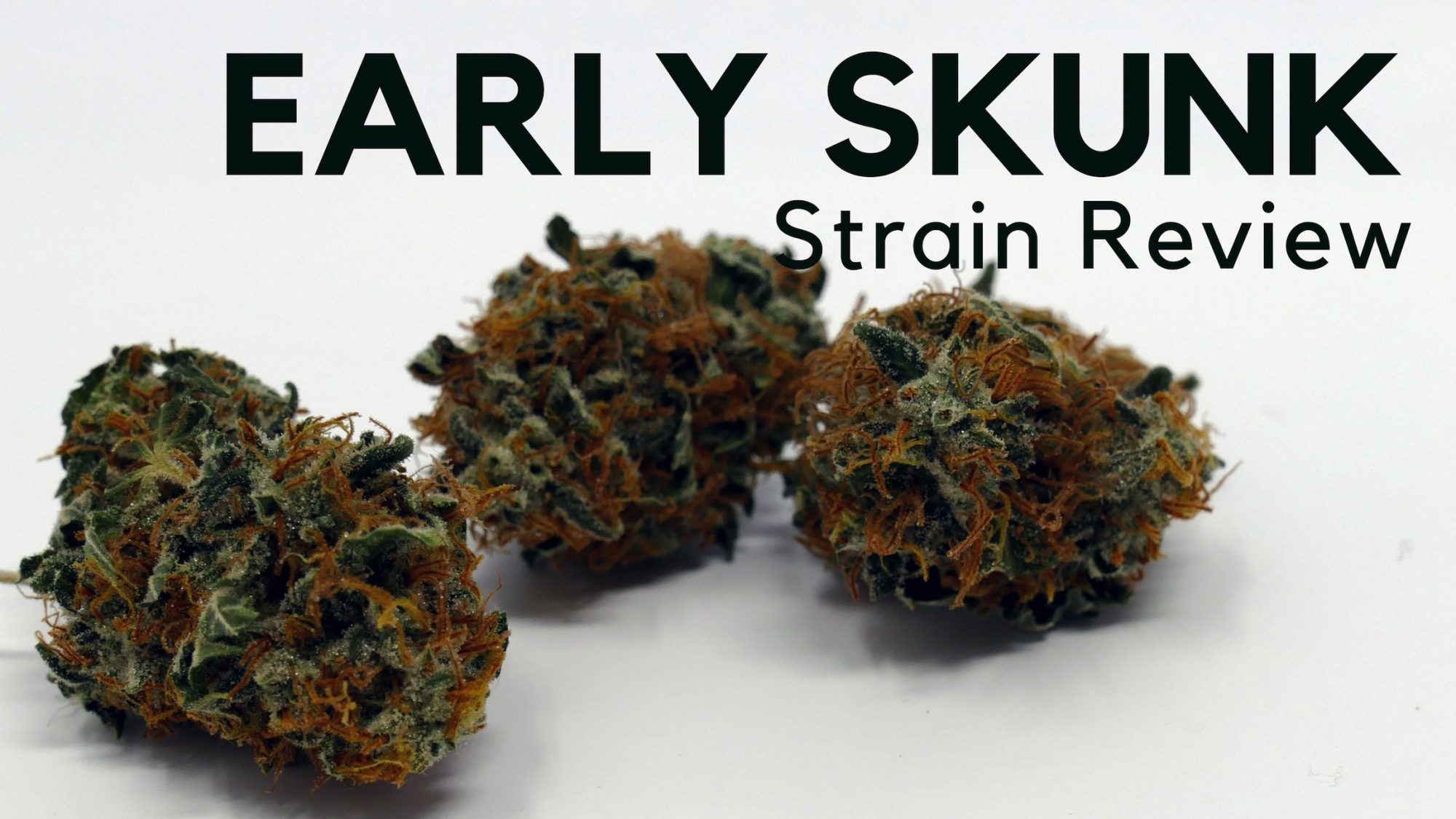 Archive image 4 for Early Skunk Cannabis Strain Information & Review