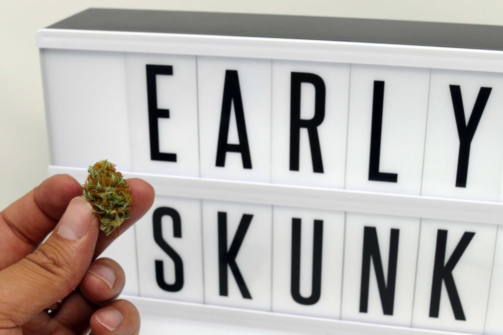 Archive image 6 for Early Skunk Cannabis Strain Information & Review