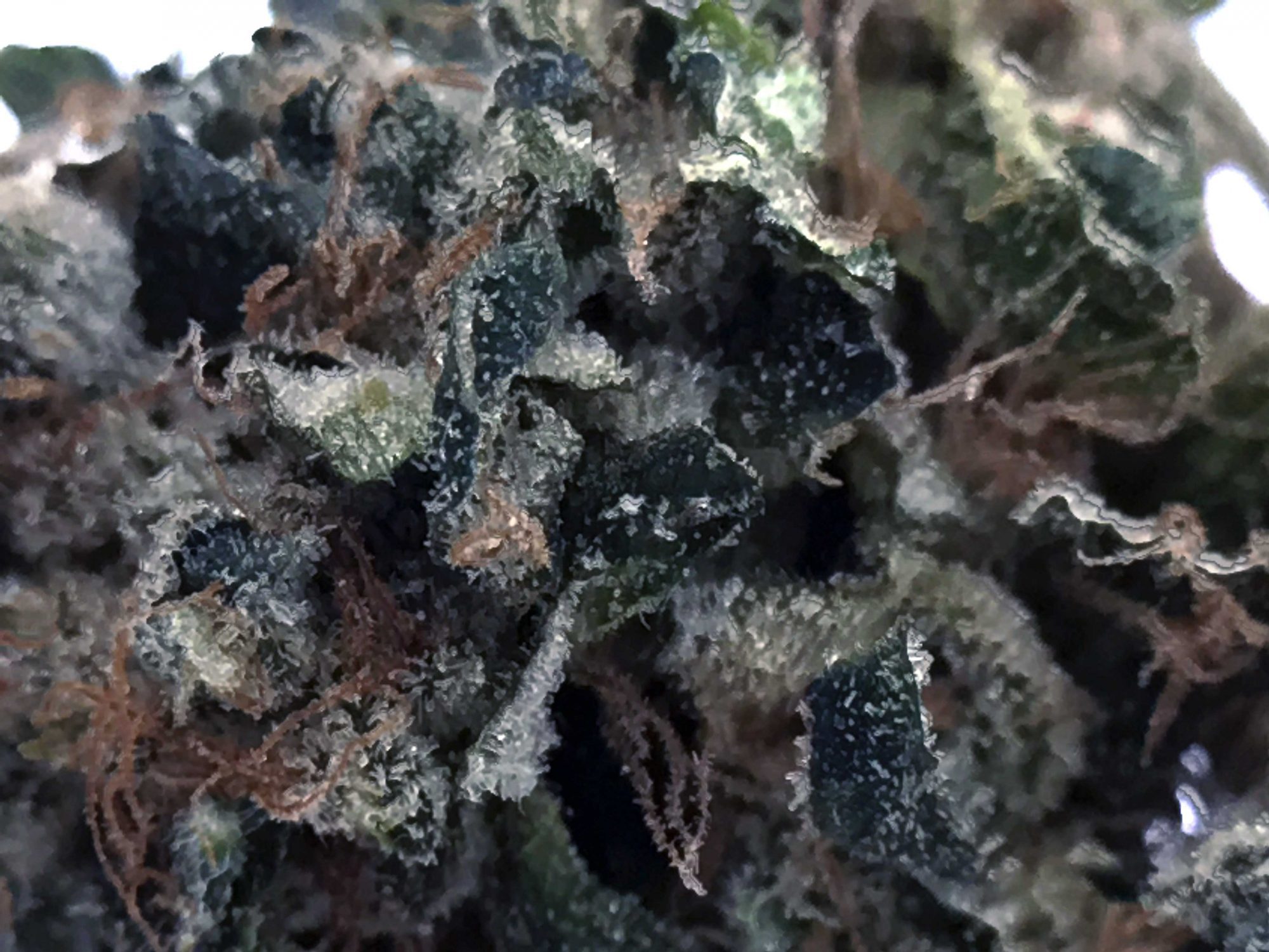 Archive image 2 for East Coast Sour Diesel Cannabis Strain Information & Review