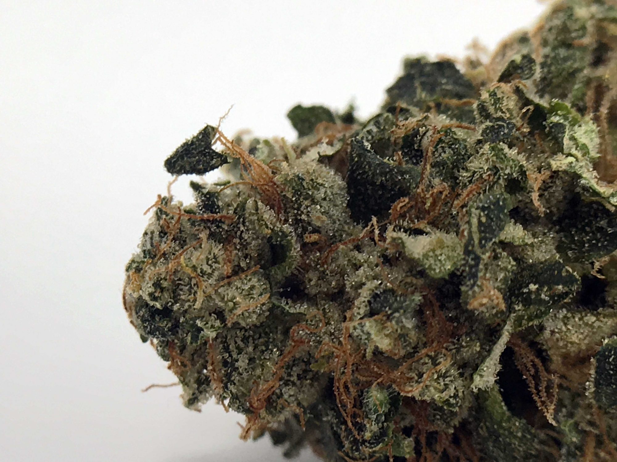 Archive image 3 for East Coast Sour Diesel Cannabis Strain Information & Review