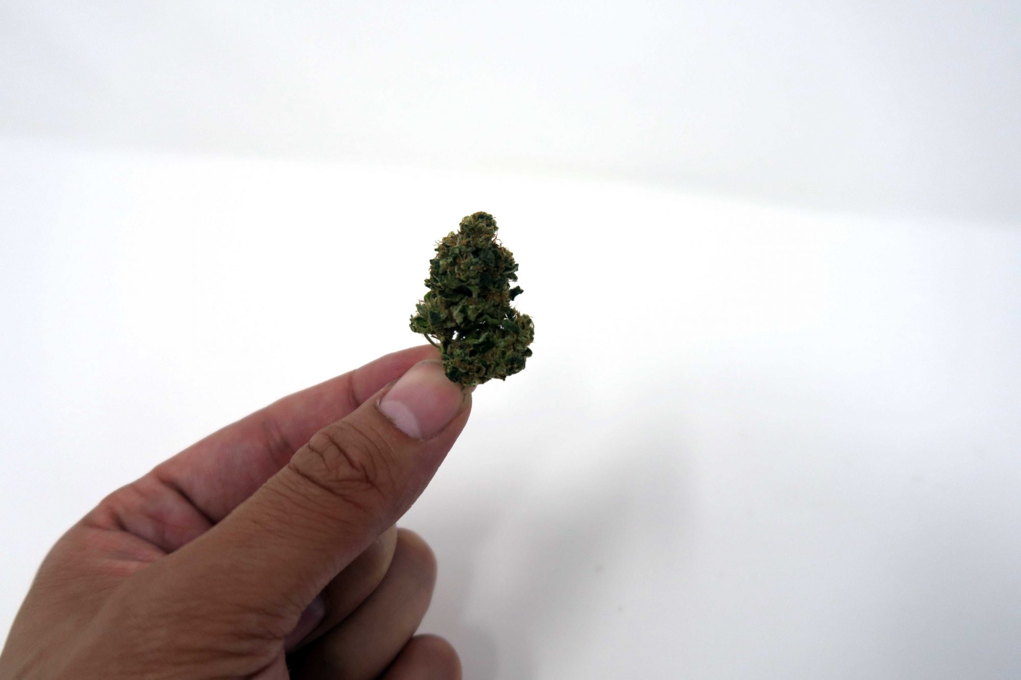 Archive image 5 for East Coast Sour Diesel Cannabis Strain Information & Review