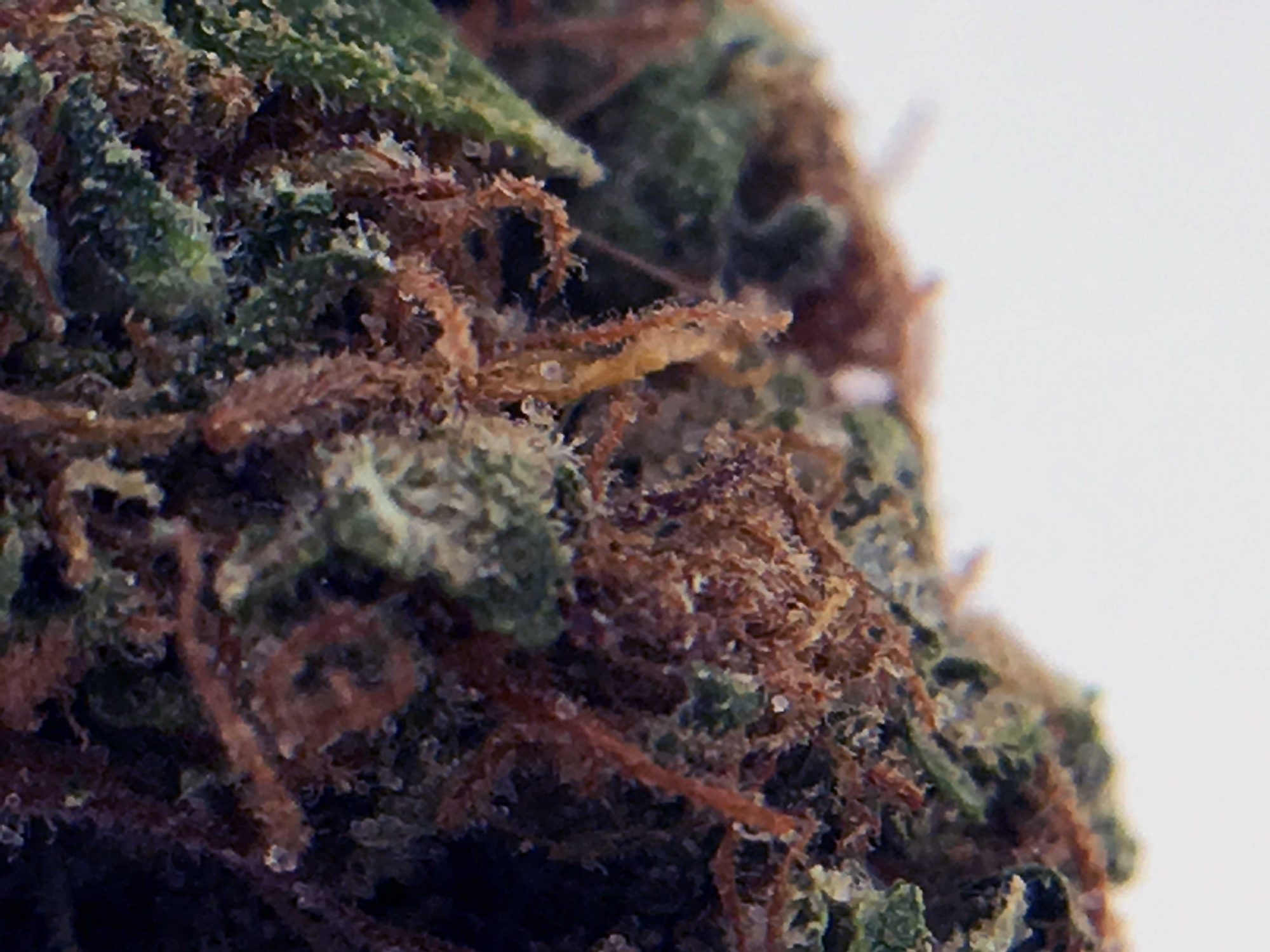 Archive image 2 for El Chapo OG Cannabis Strain Information