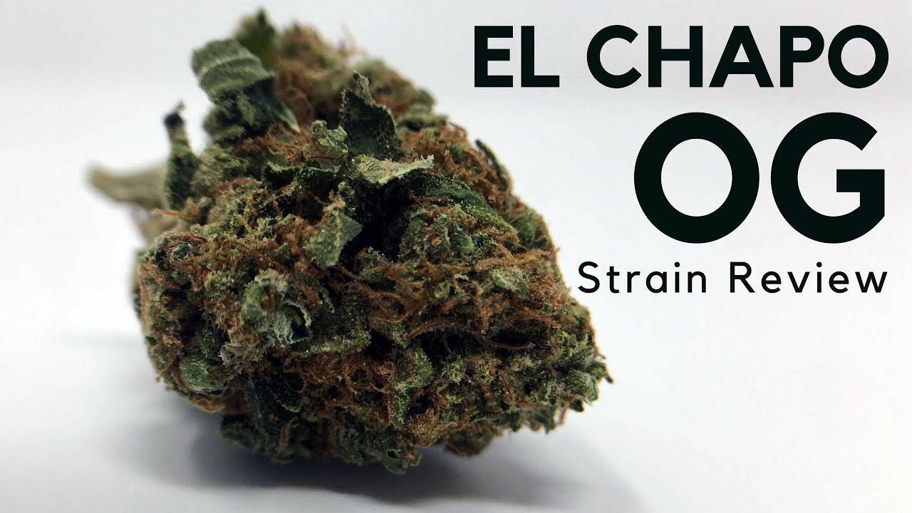 Archive image 6 for El Chapo OG Cannabis Strain Information