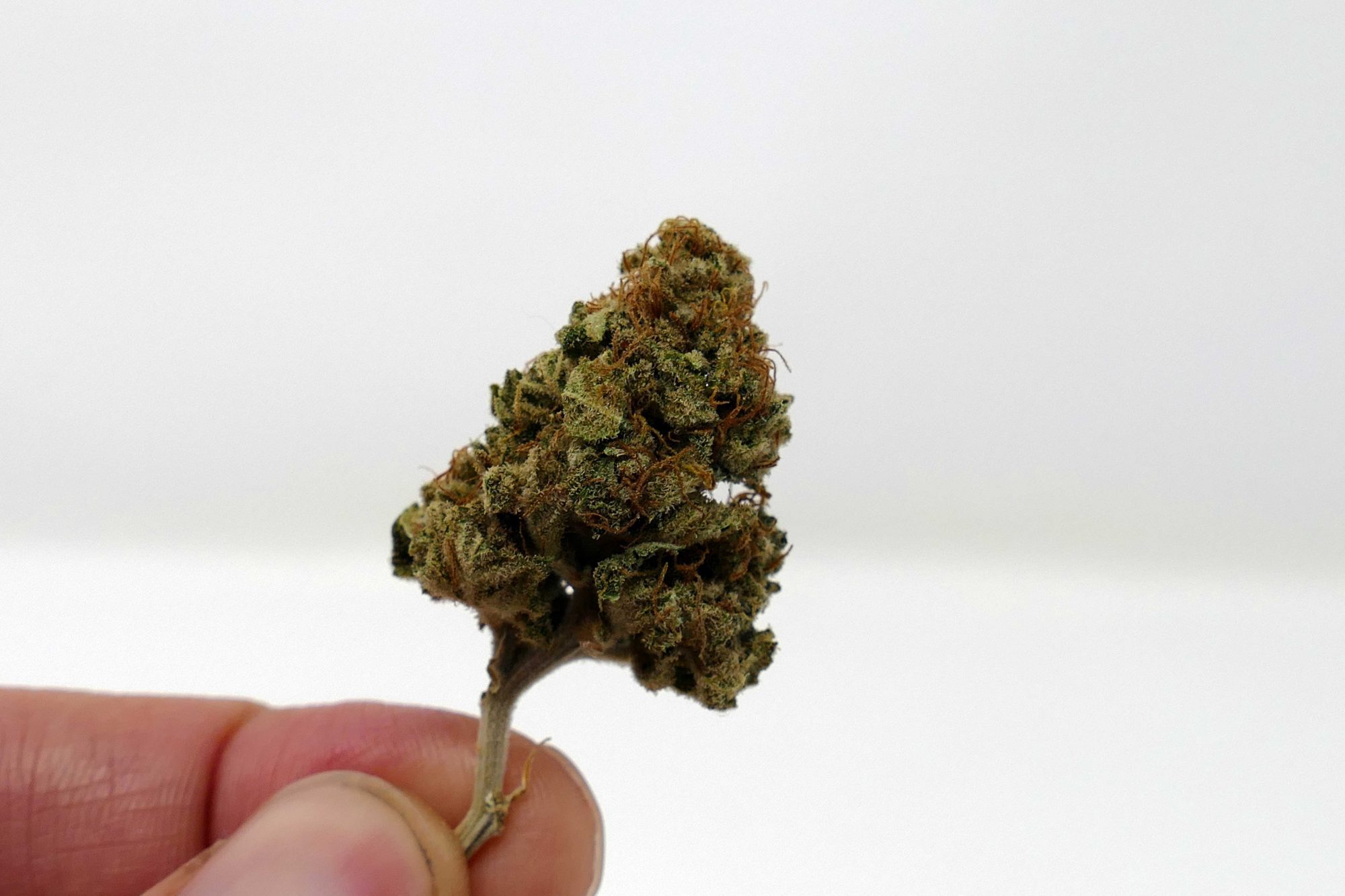 Archive image 2 for El Fuego (The Fire) Cannabis Strain Review & Information