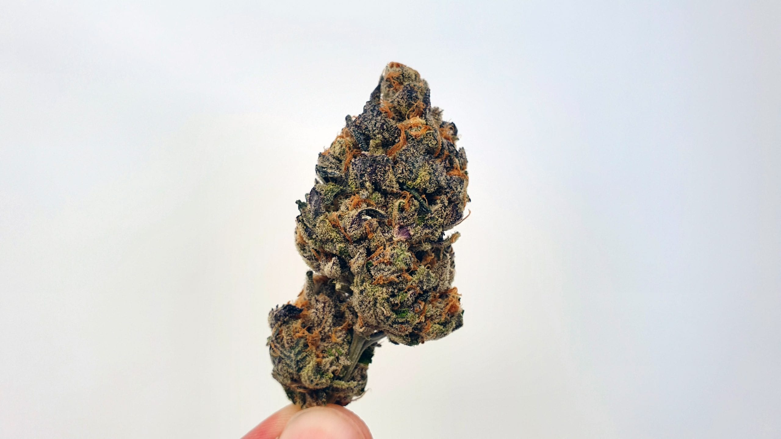 Archive image 2 for Footloose Cannabis Strain Review & Information