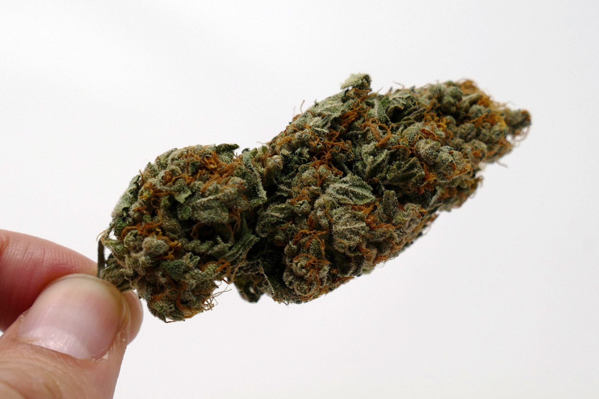 Archive image 2 for Gigantuan Automatic Cannabis Strain Information & Review