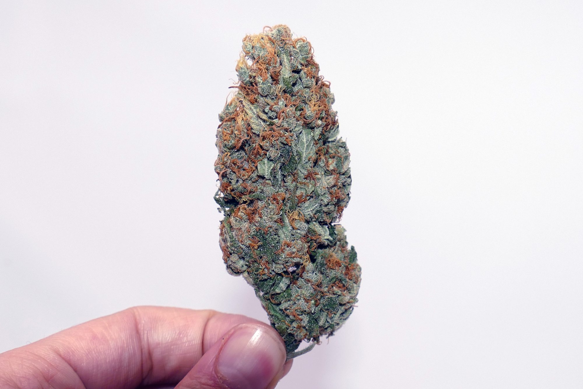 Archive image 5 for Gigantuan Automatic Cannabis Strain Information & Review