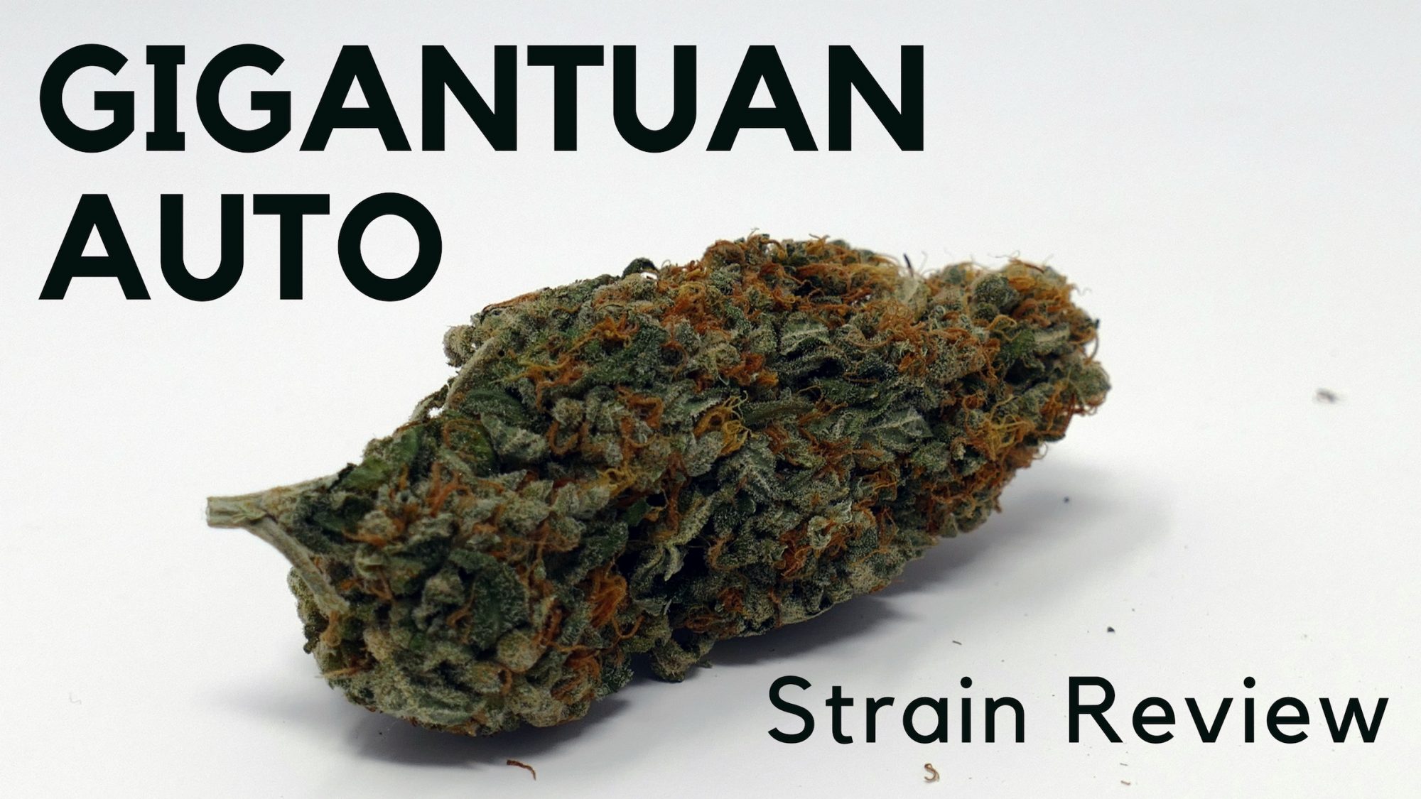 Archive image 6 for Gigantuan Automatic Cannabis Strain Information & Review