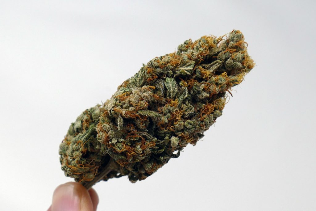 Archive image 8 for Gigantuan Automatic Cannabis Strain Information & Review