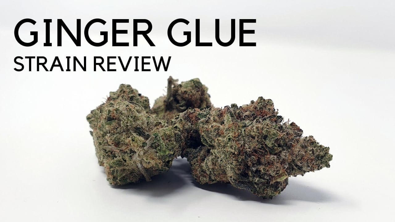 Archive image 7 for Ginger Glue by Black Sheep Botanicals Cannabis Strain Review & Information