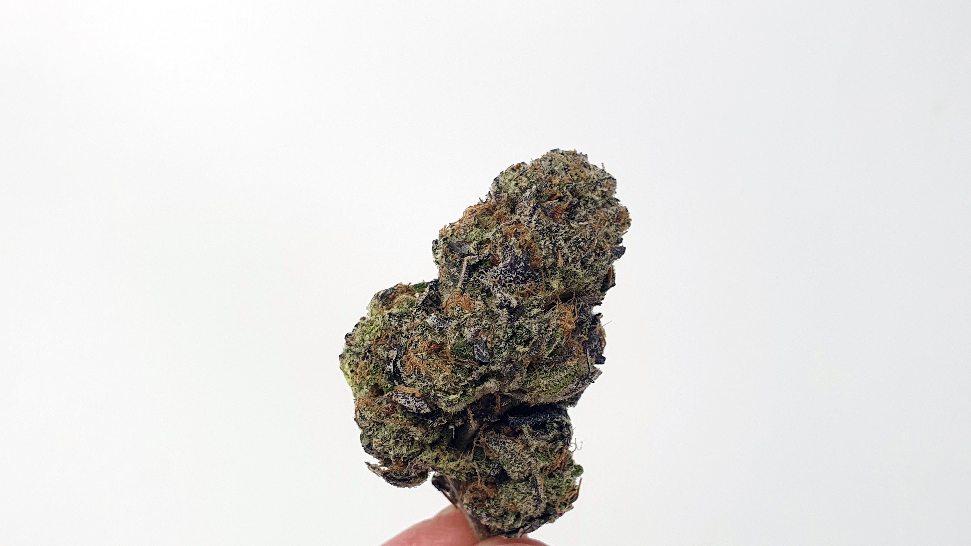 Archive image 5 for Girl Guide Cookies Strain Review & Information