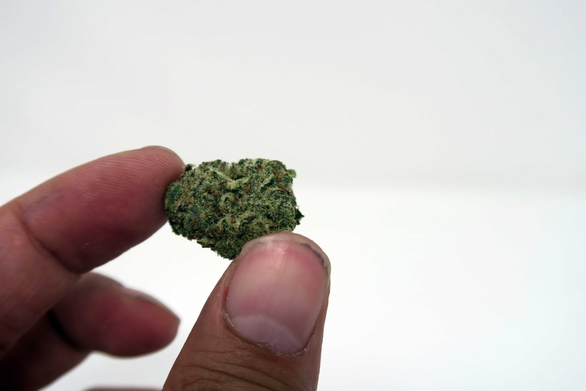 Archive image 2 for Girl Scout Cookies Cannabis Strain Information