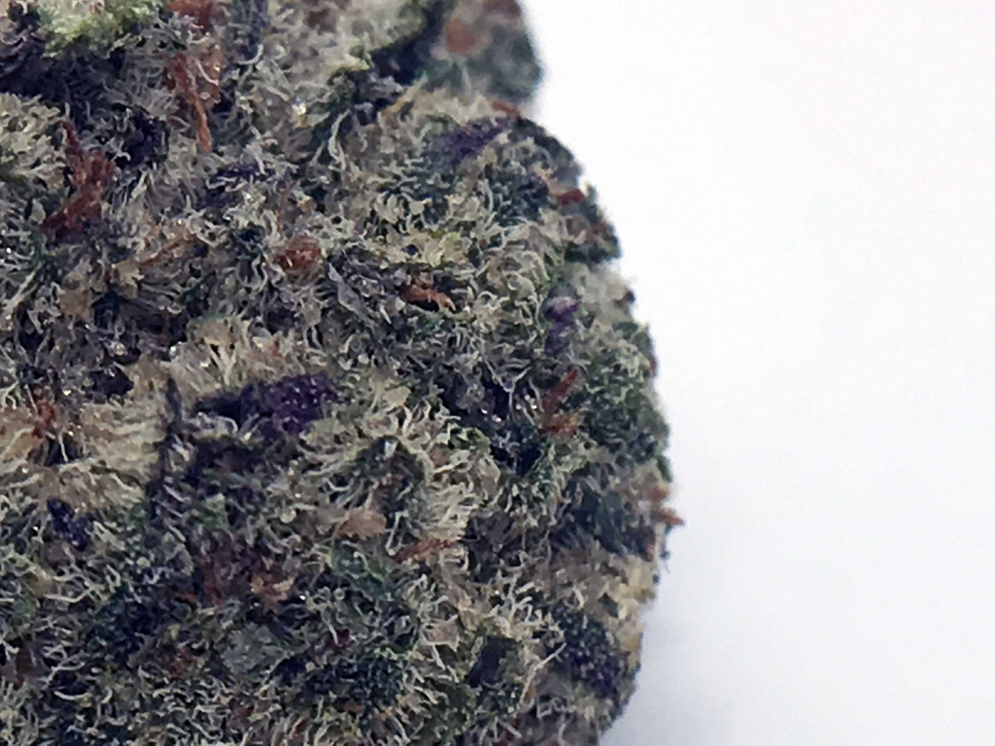 Archive image 3 for Girl Scout Cookies Cannabis Strain Information