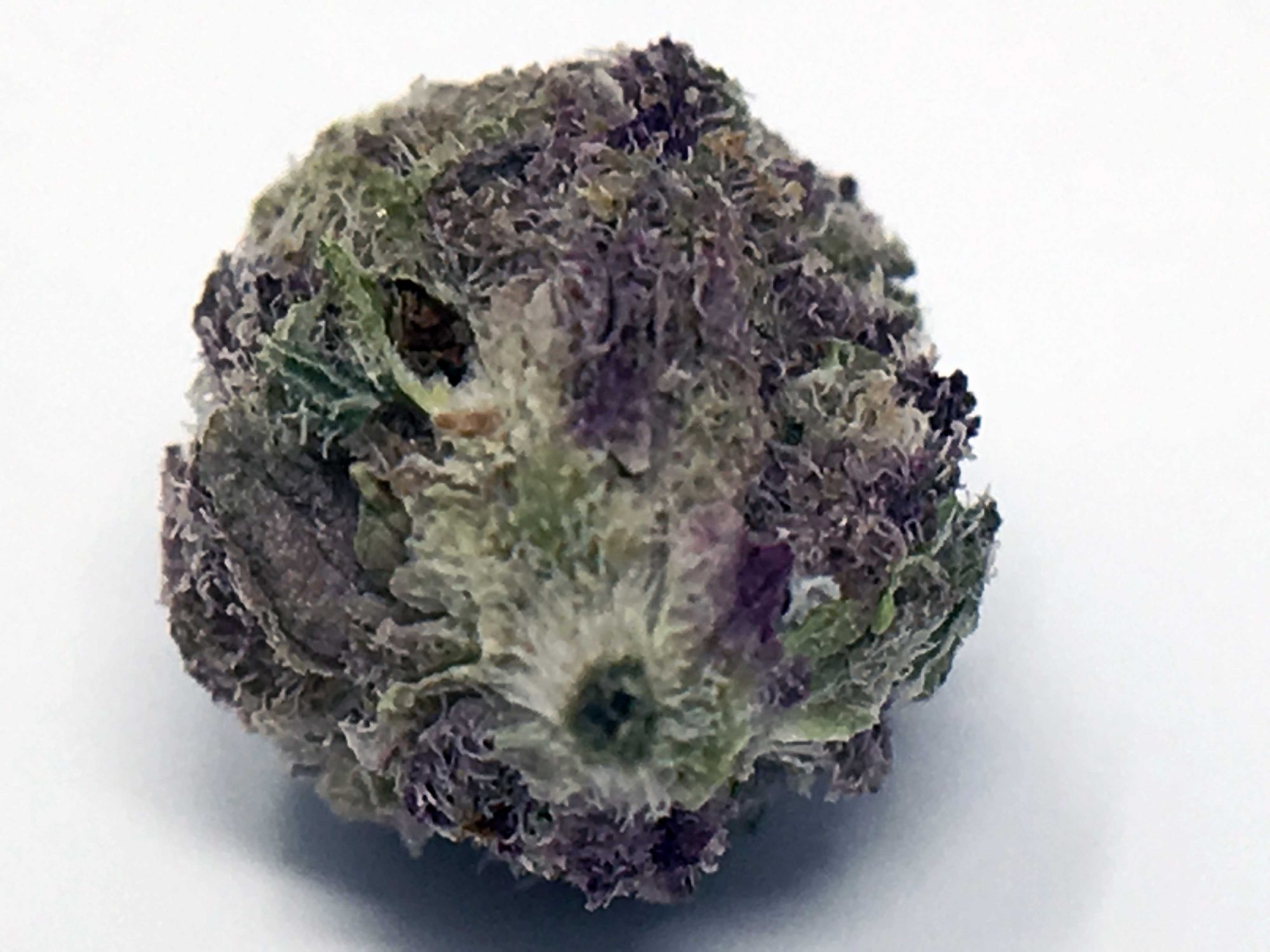 Archive image 4 for Girl Scout Cookies Cannabis Strain Information