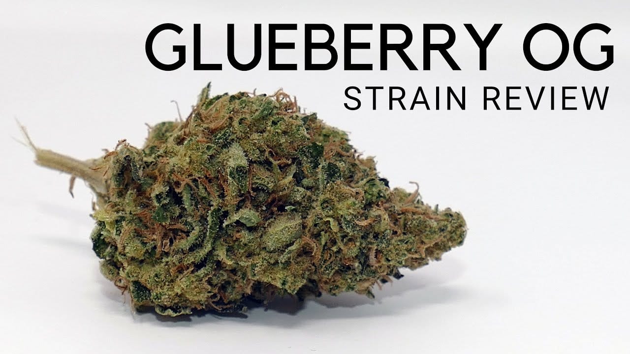 Archive image 6 for Glueberry OG Cannabis Strain Review & Information