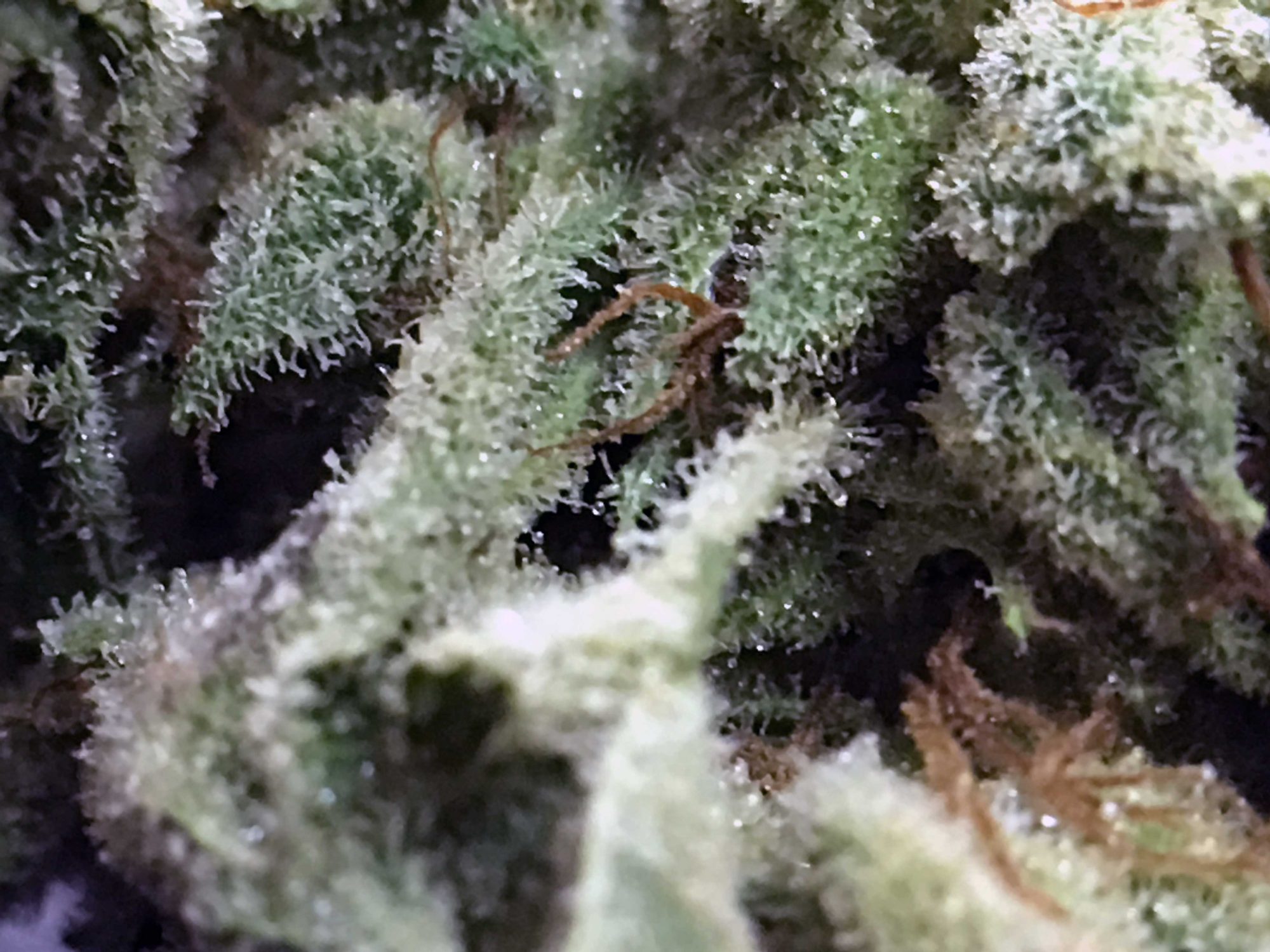Archive image 3 for Gorilla Glue #4 Cannabis Strain Information & Review