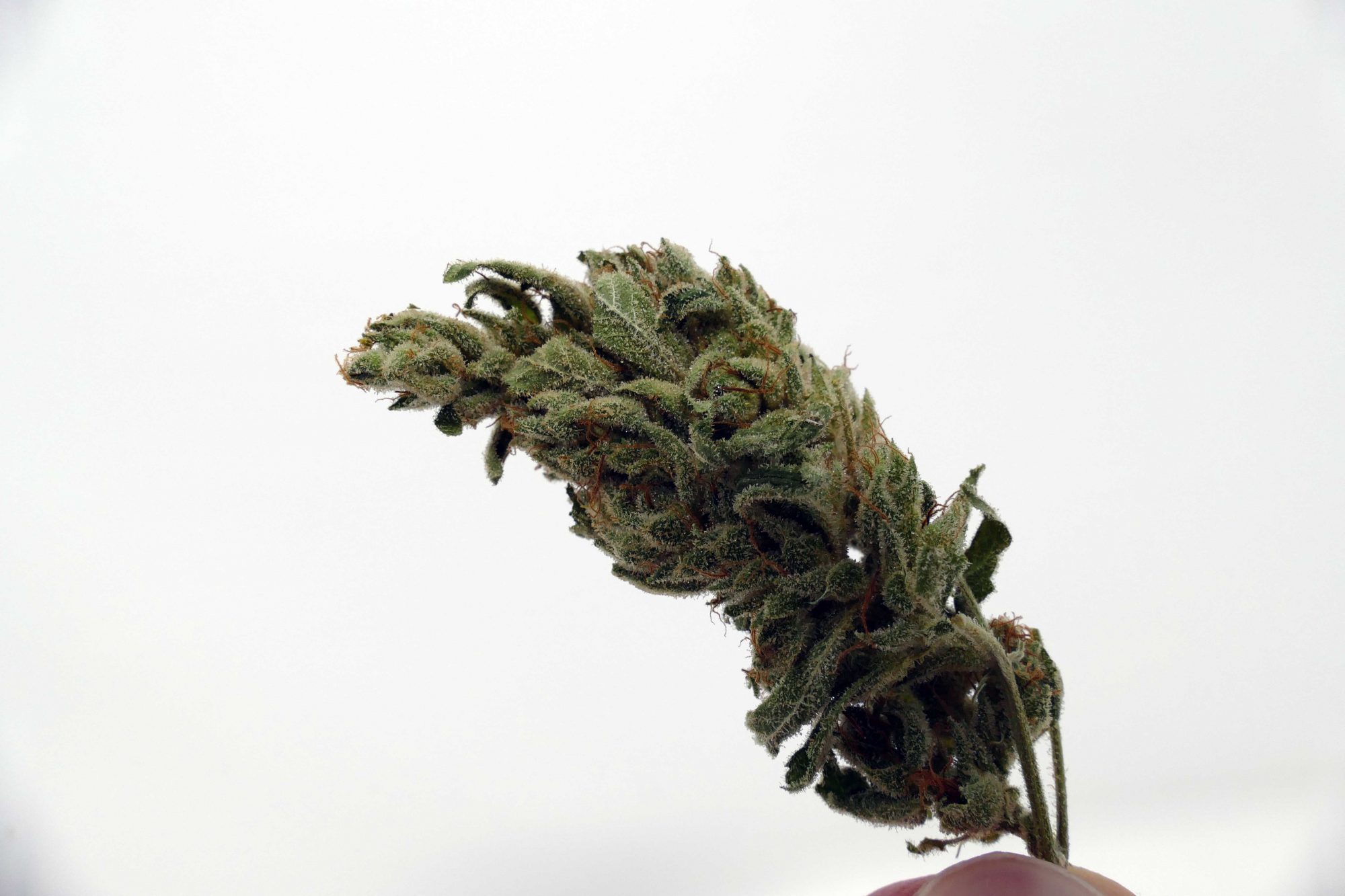 Archive image 5 for Gorilla Glue #4 Cannabis Strain Information & Review