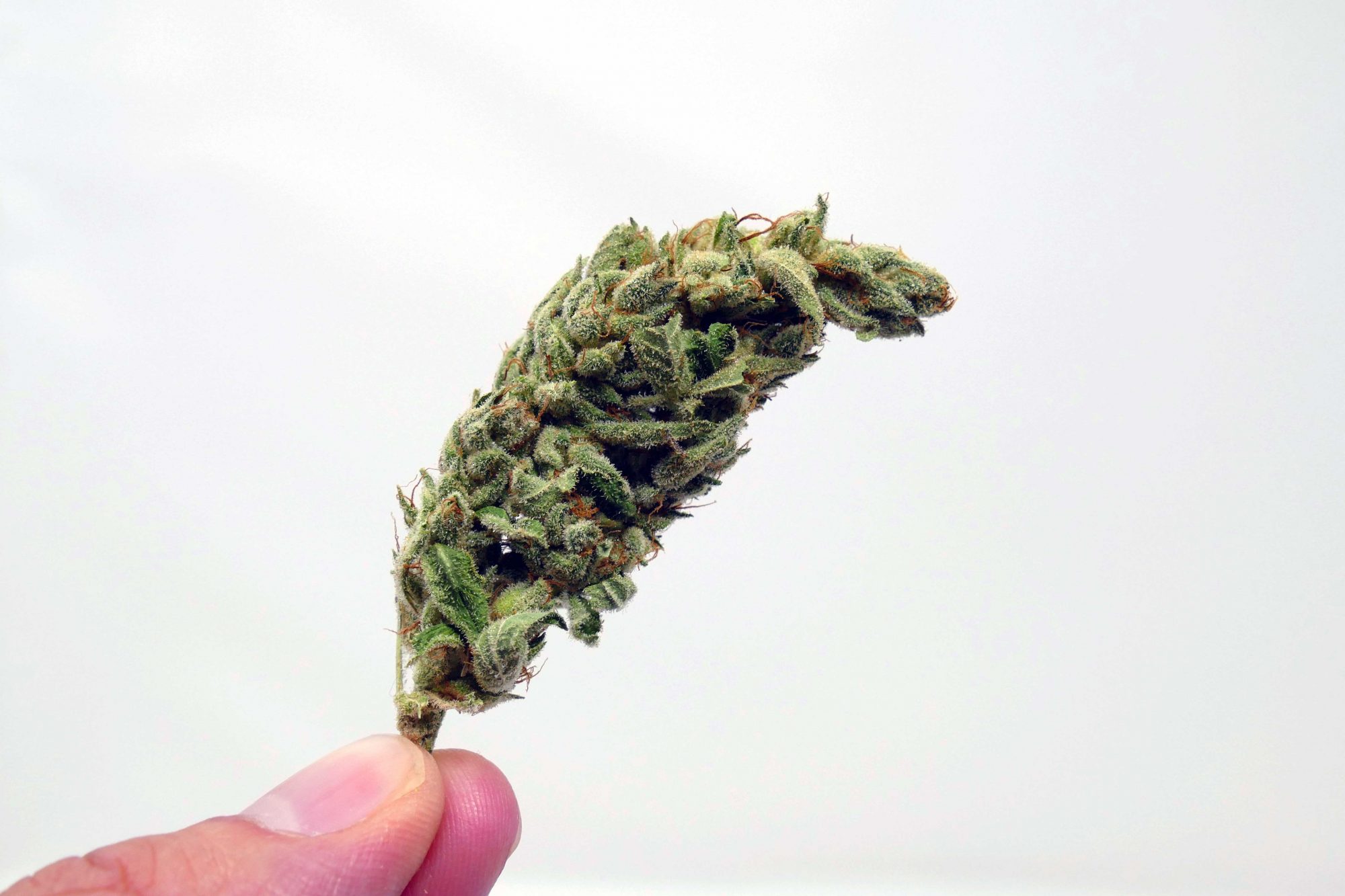 Archive image 7 for Gorilla Glue #4 Cannabis Strain Information & Review