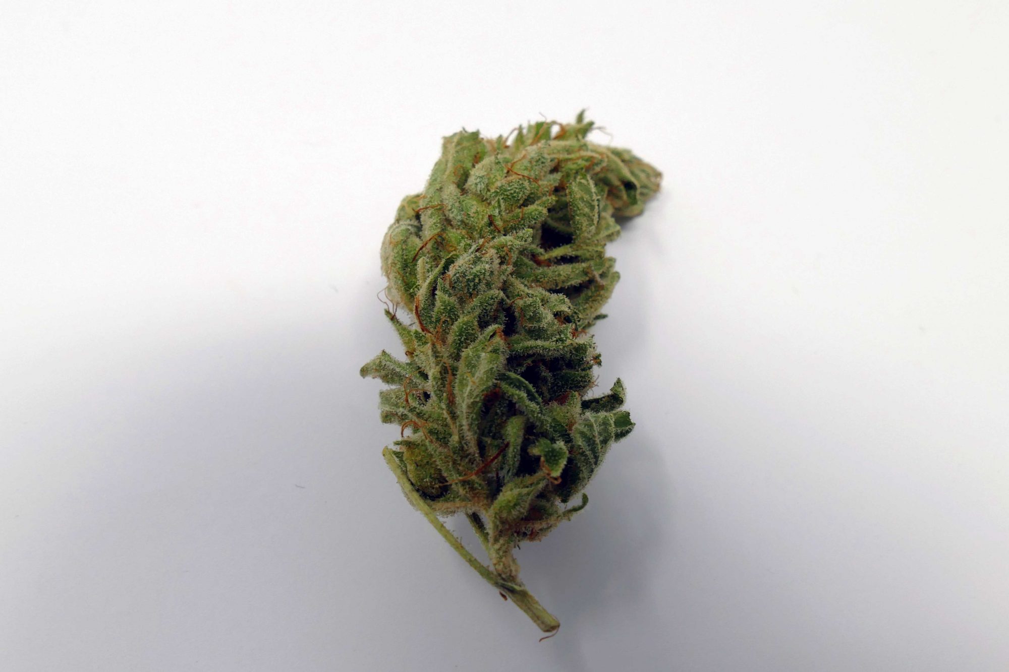 Archive image 8 for Gorilla Glue #4 Cannabis Strain Information & Review