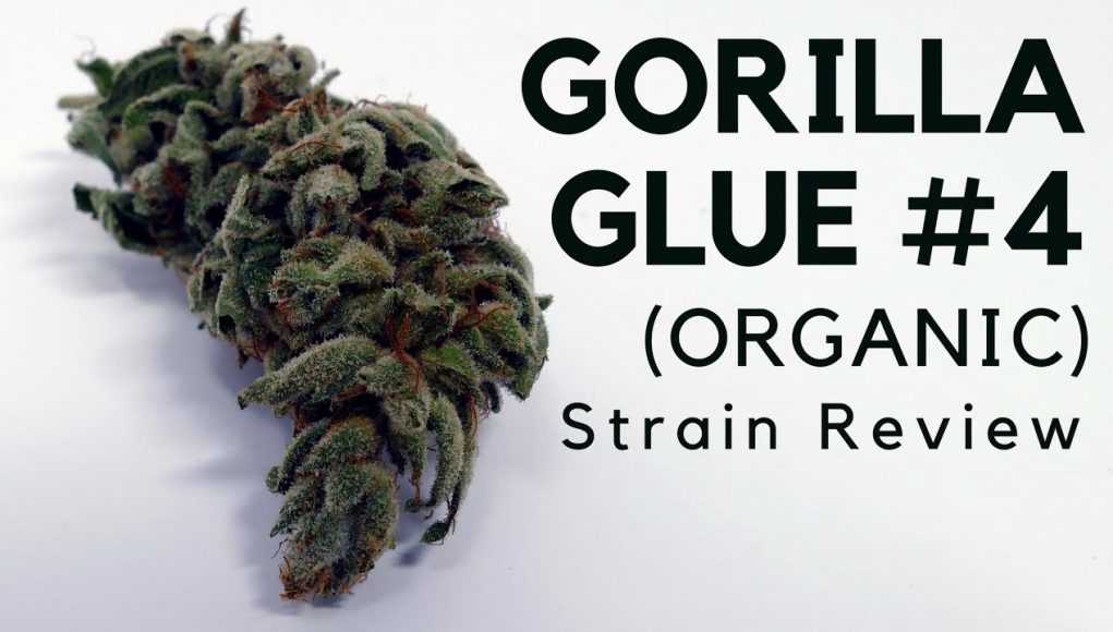 Archive image 9 for Gorilla Glue #4 Cannabis Strain Information & Review
