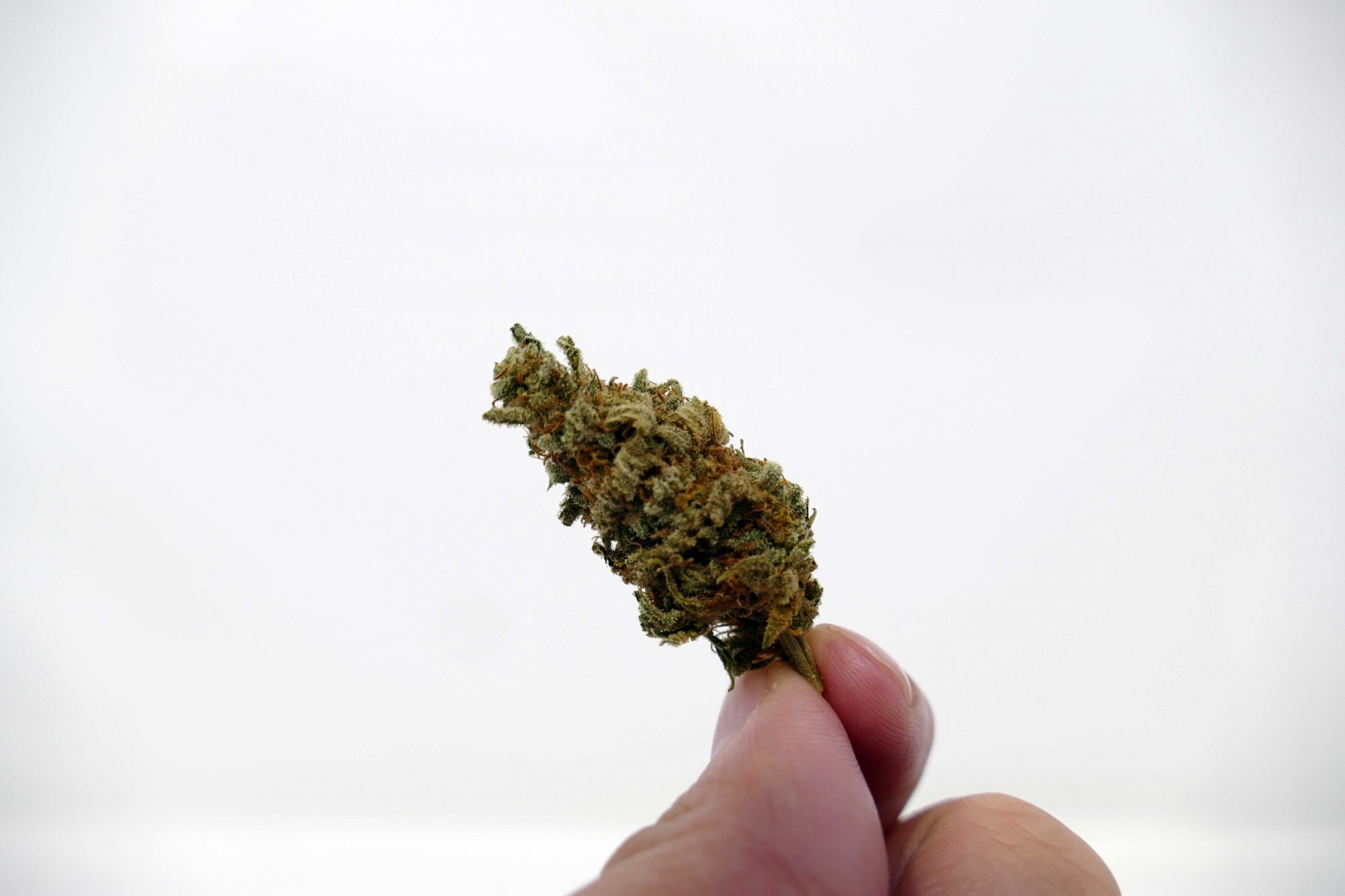Archive image 4 for Grapefruit Diesel Cannabis Strain Information