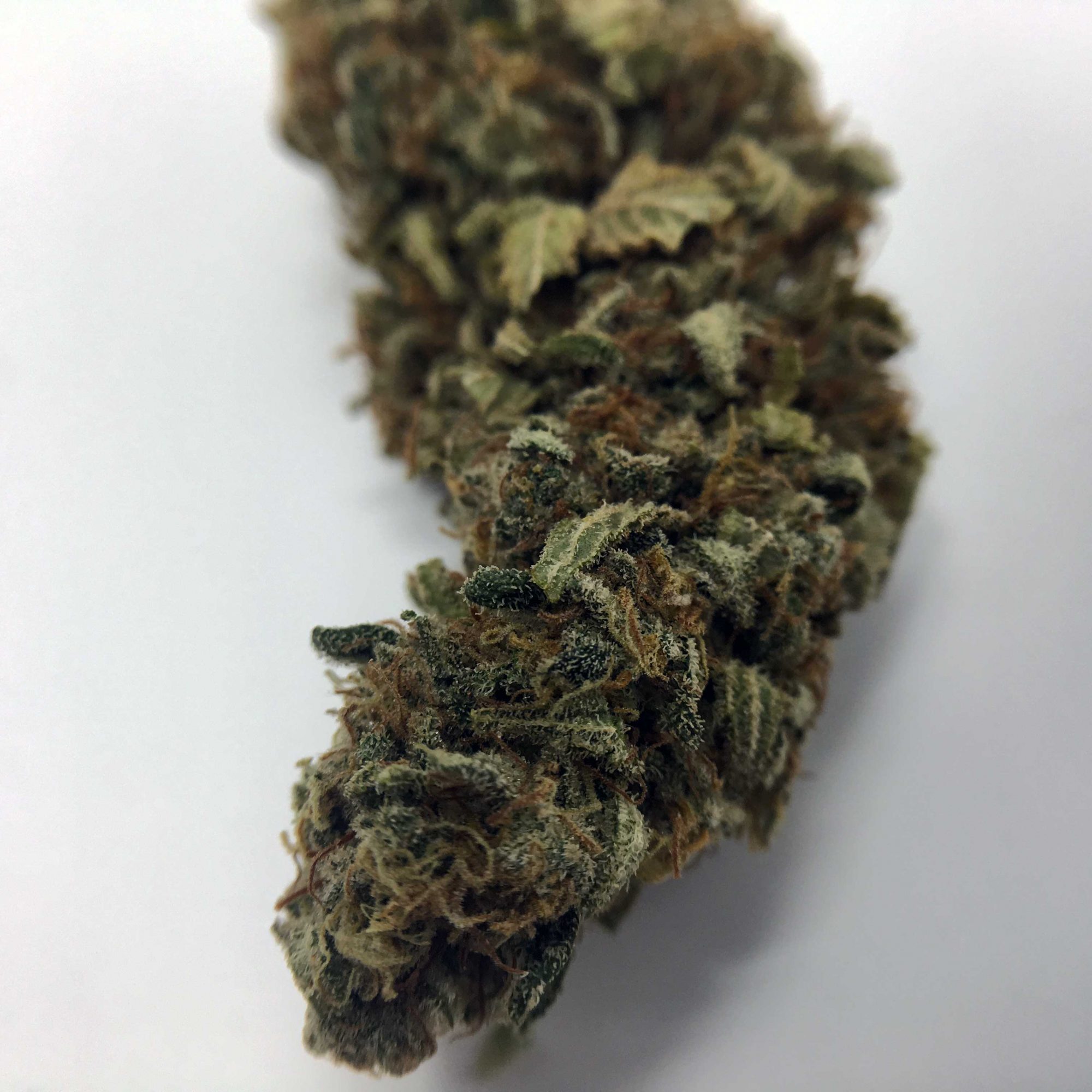 Archive image 5 for Grapefruit Diesel Cannabis Strain Information