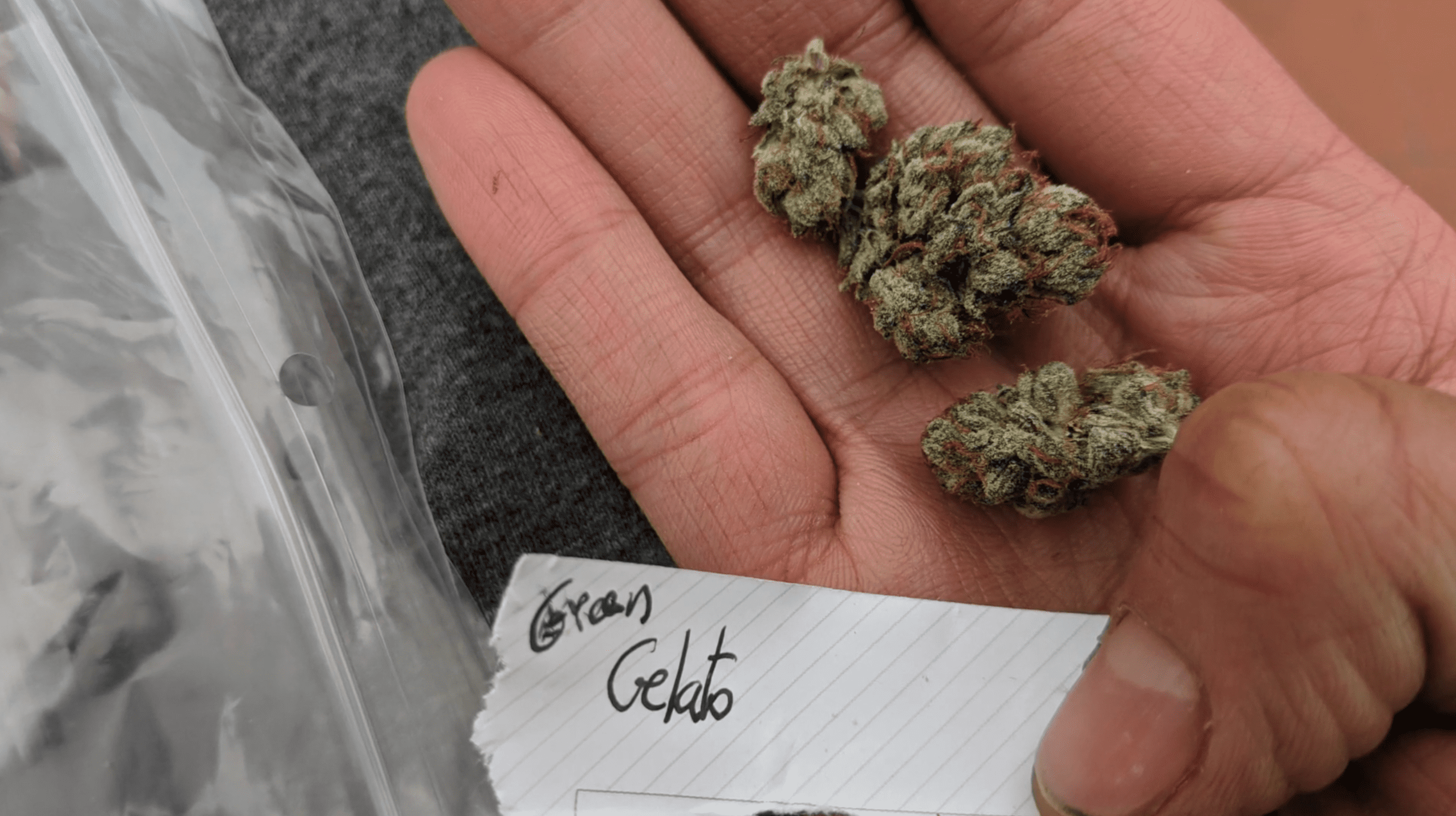 Archive image 6 for Green Gelato Cannabis Strain Review & Information