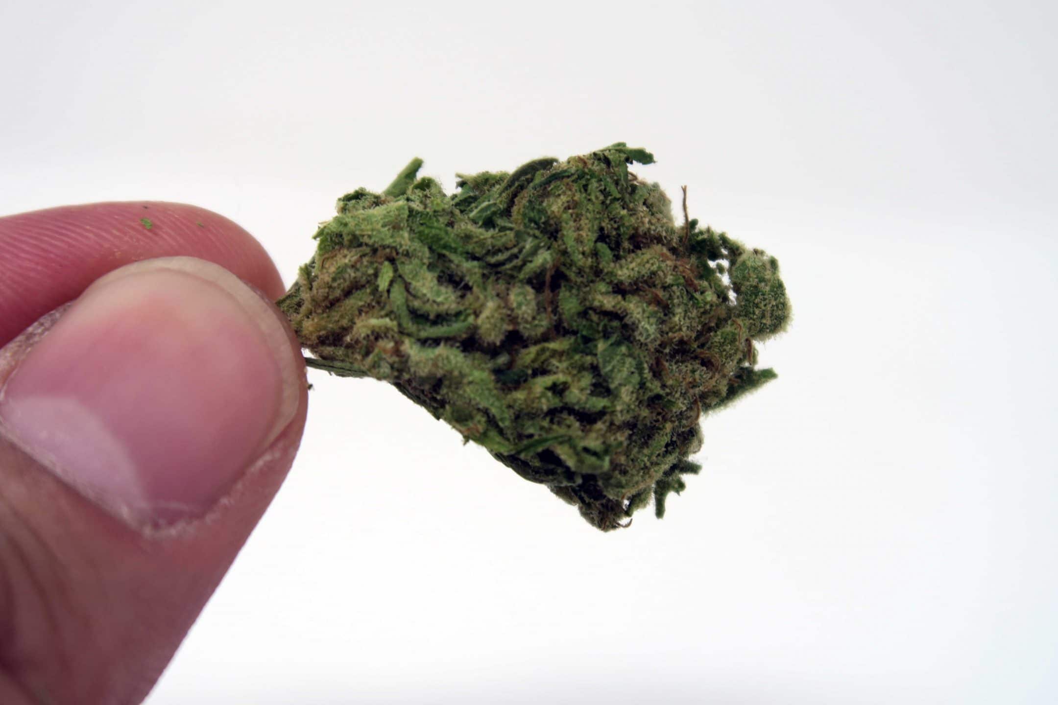 Archive image 3 for Green Kiss Cannabis Strain Review