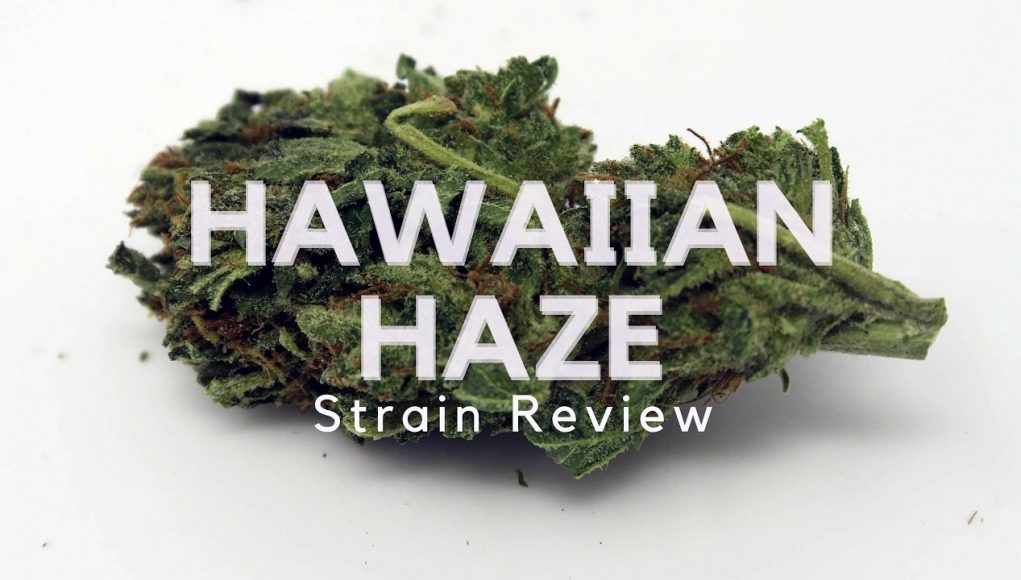 Archive image 2 for Hawaiian Haze Cannabis Strain Review