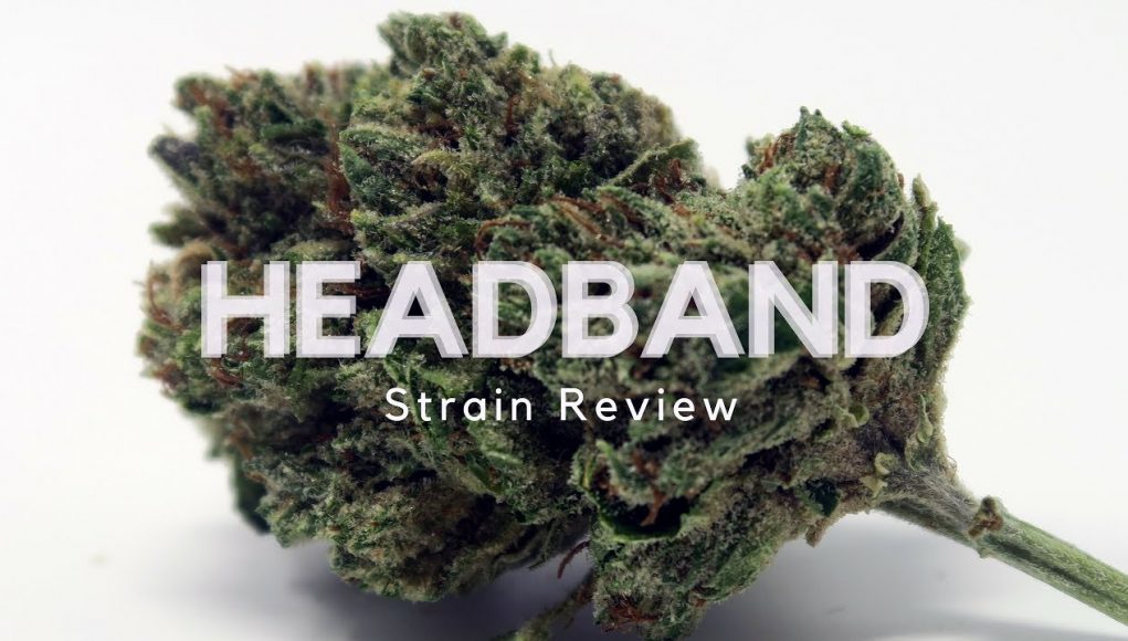 Archive image 5 for Headband Cannabis Strain Review
