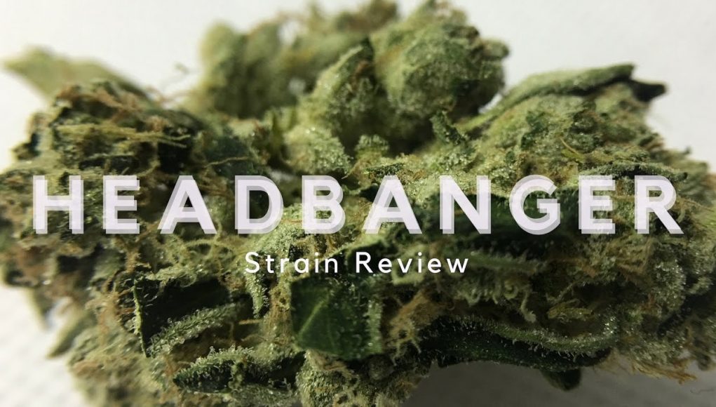 Archive image 3 for Headbanger Strain Review