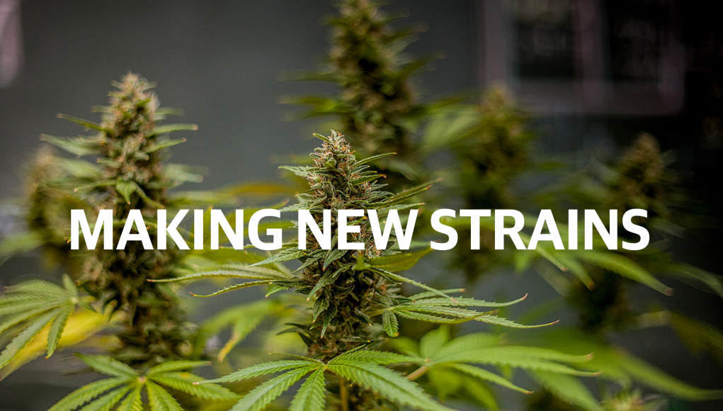 Archive image 2 for How New Strains of Cannabis are Created